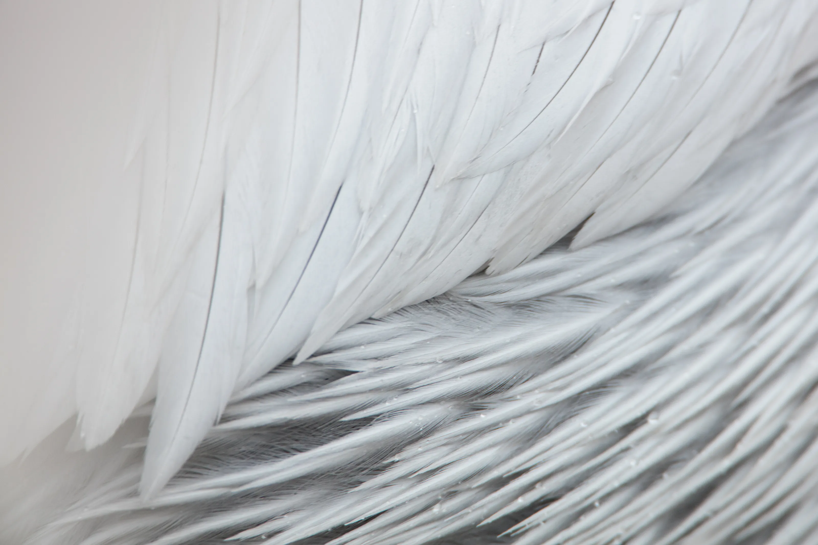 Feather Detail