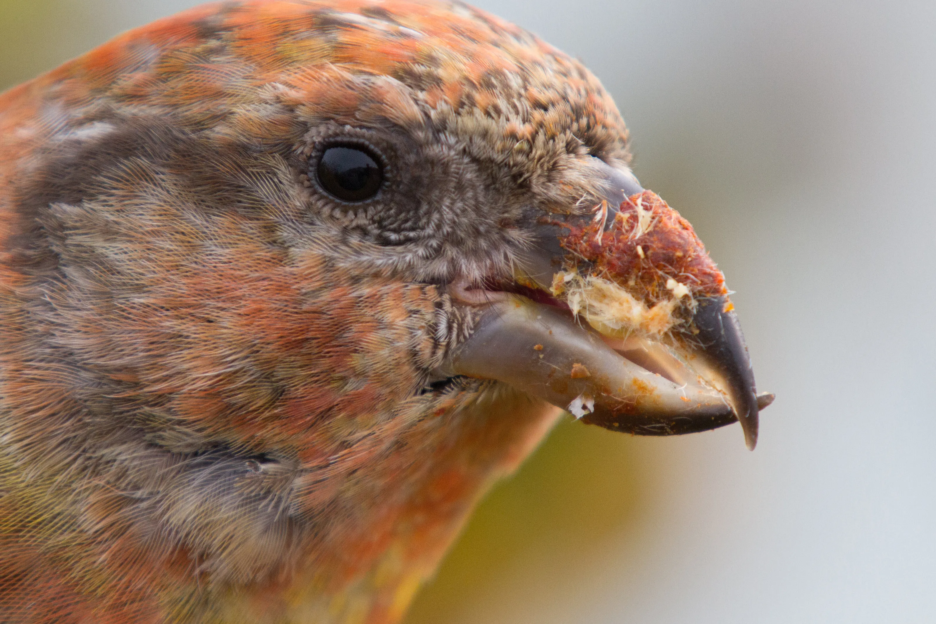 Crossbill