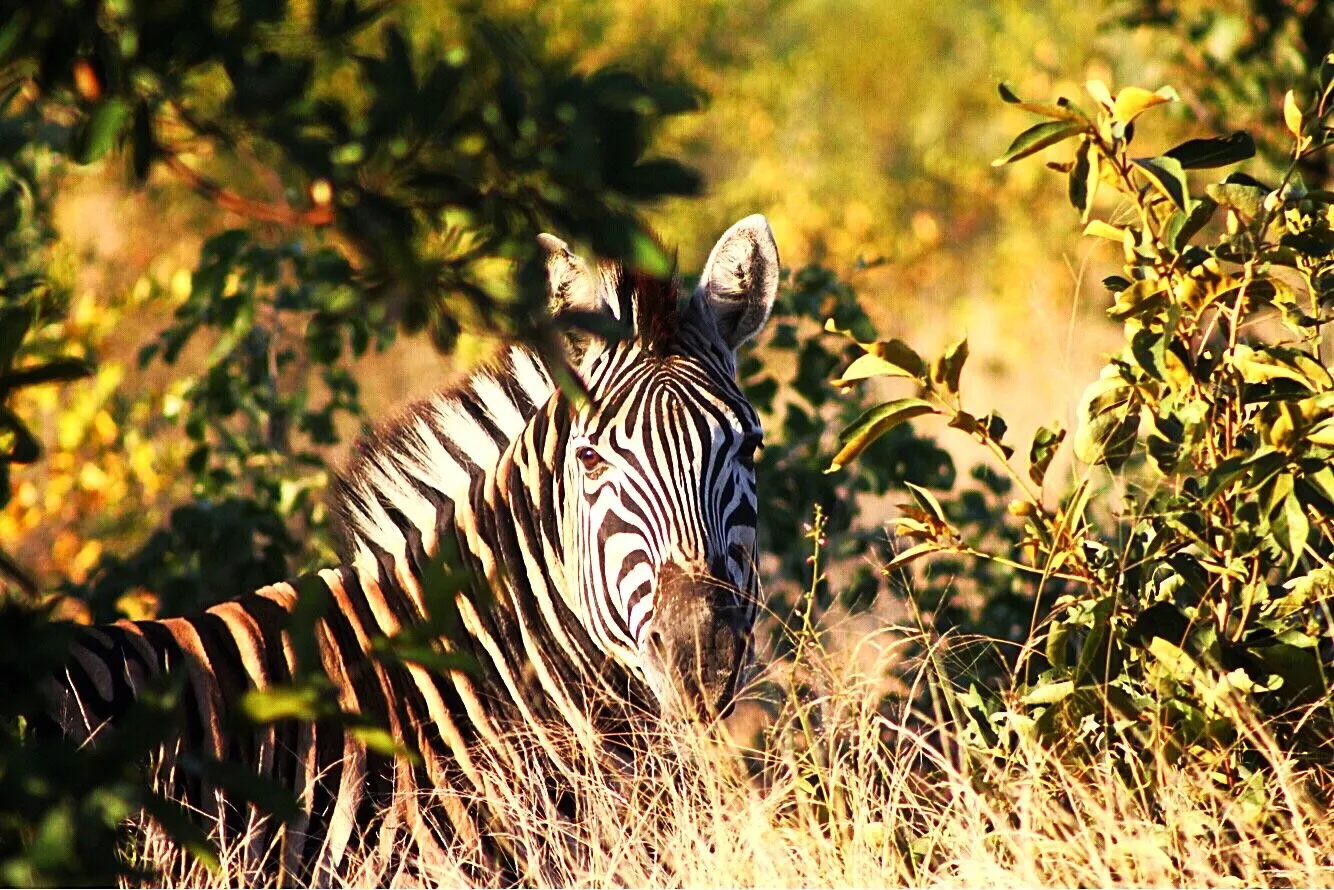 A zebra cannot change it’s spots.