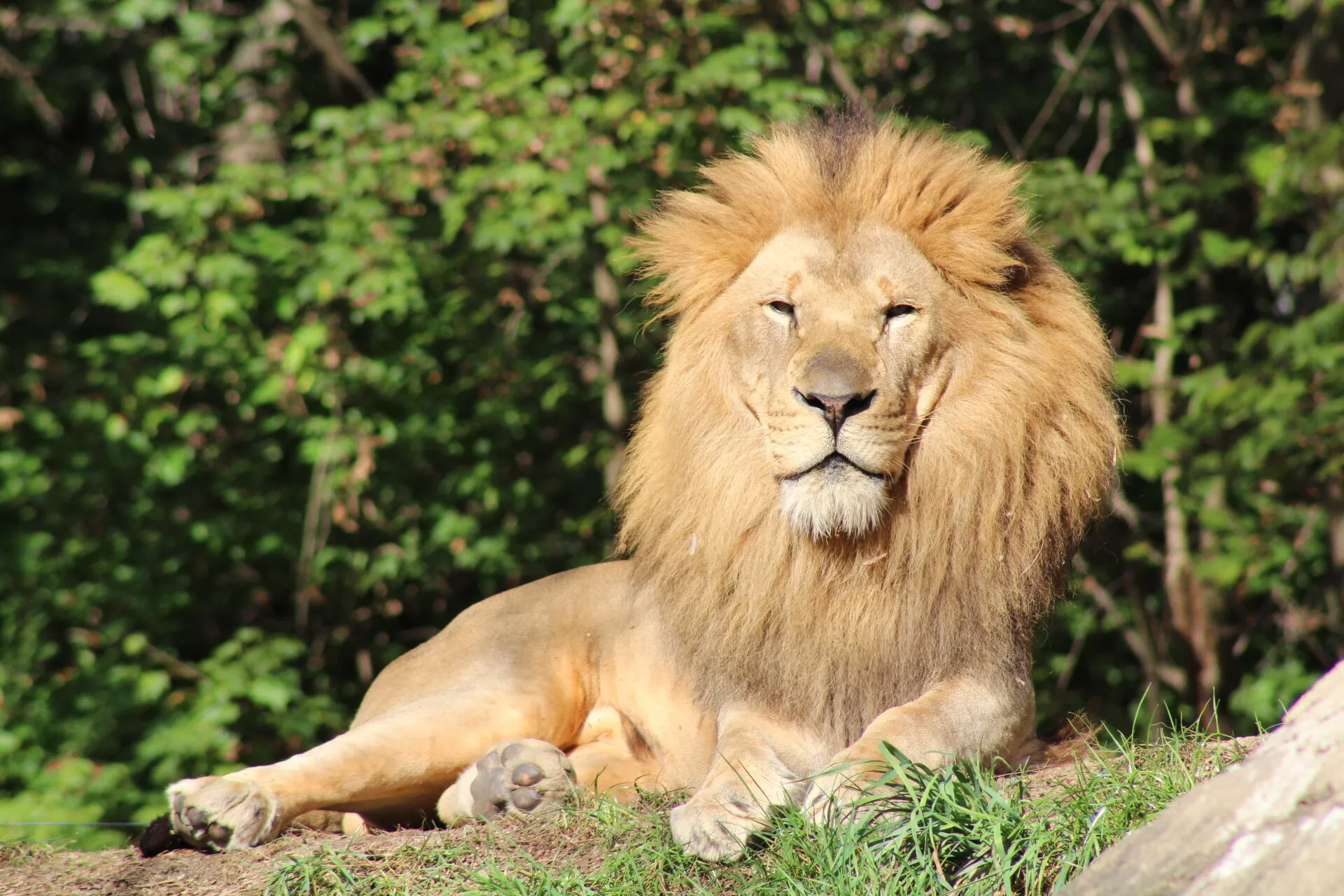 Lion in Zoo