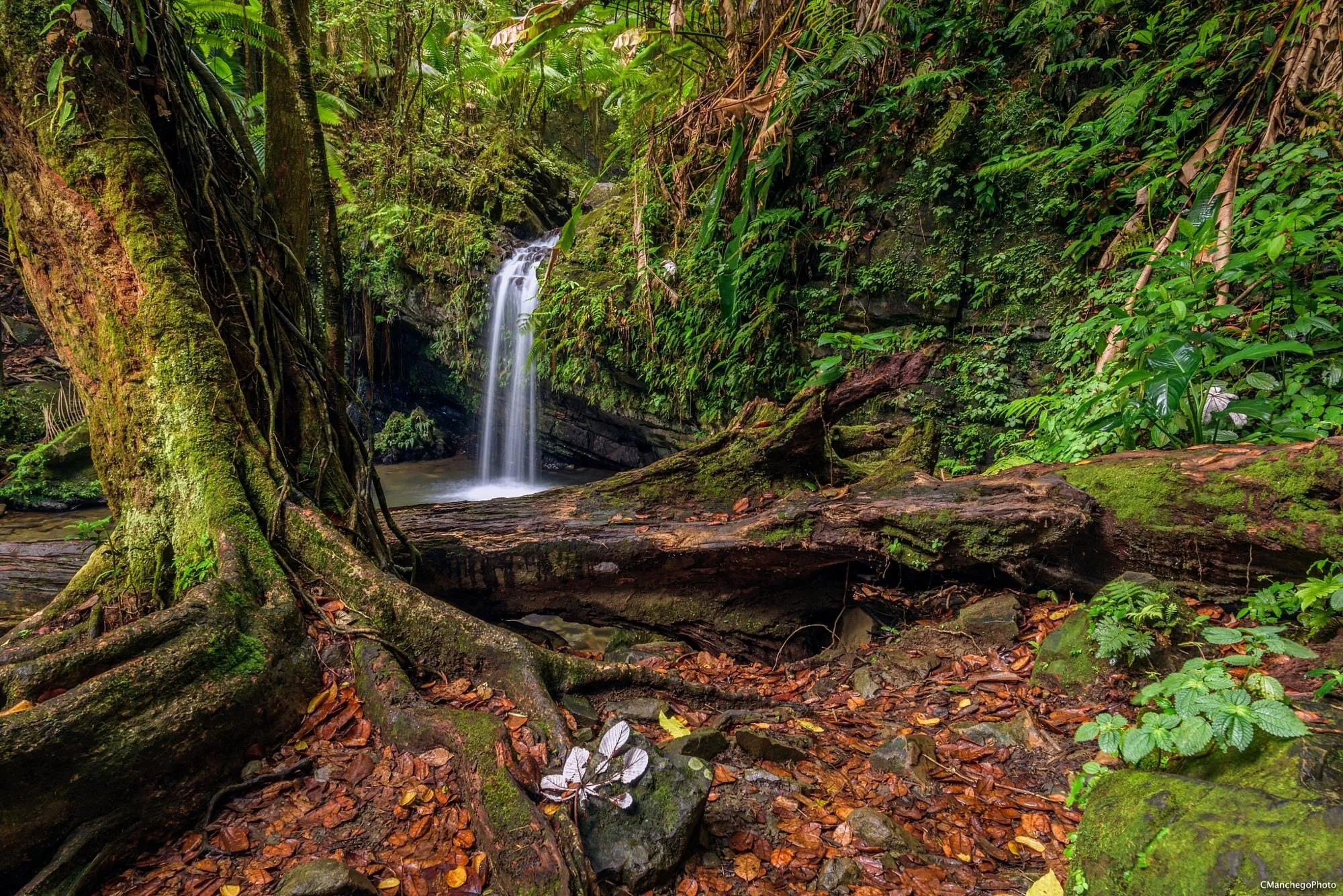Rainforest