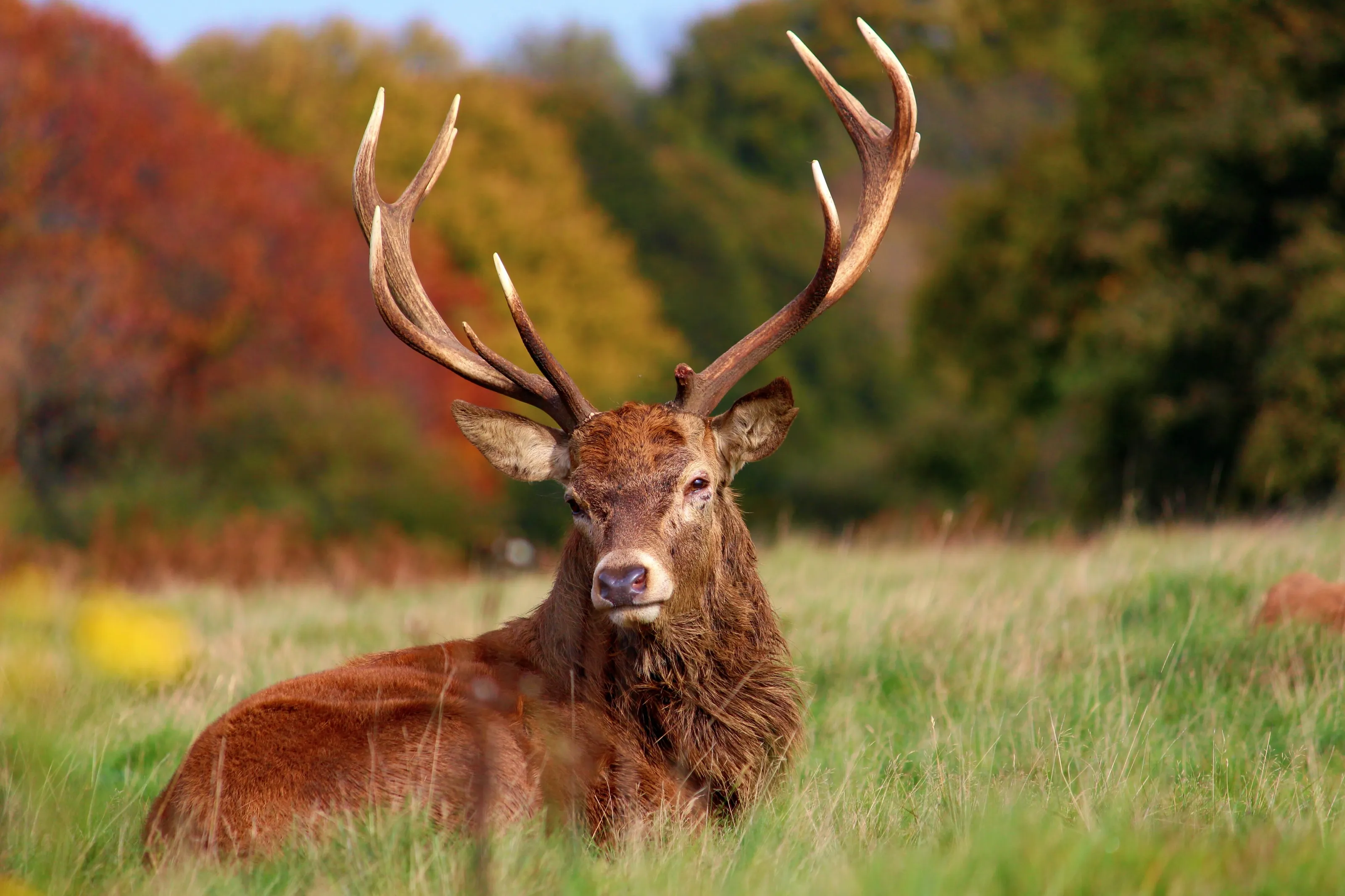 A wild Stag with beautiful autumn colour in the backdrop