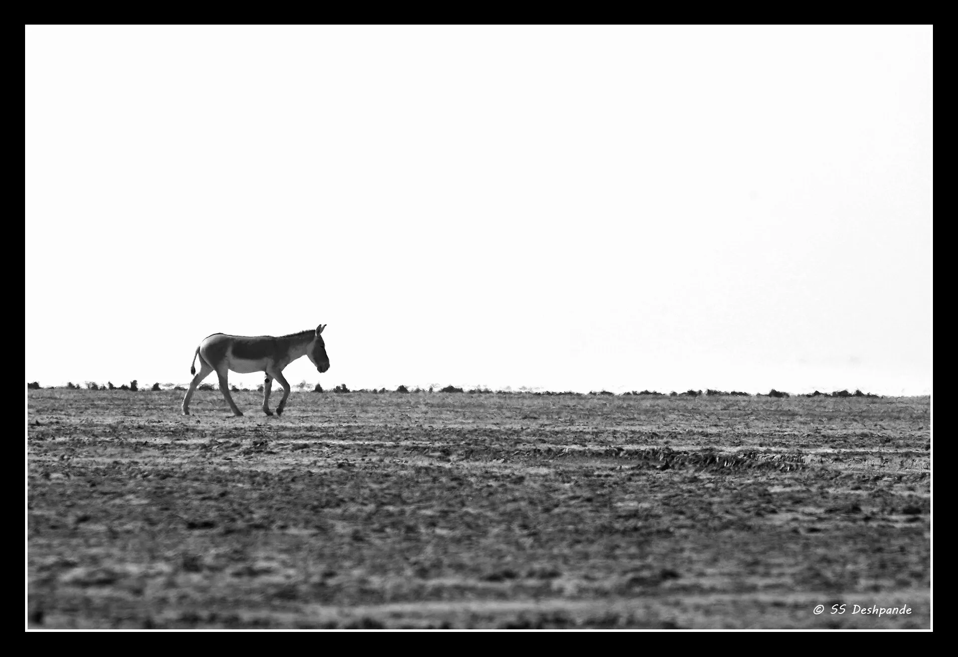 Wild Ass on a Stroll