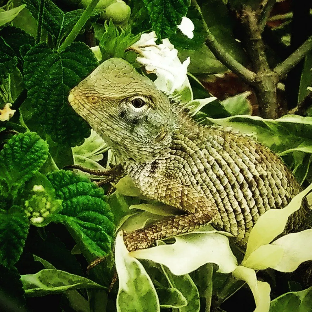 Chameleon