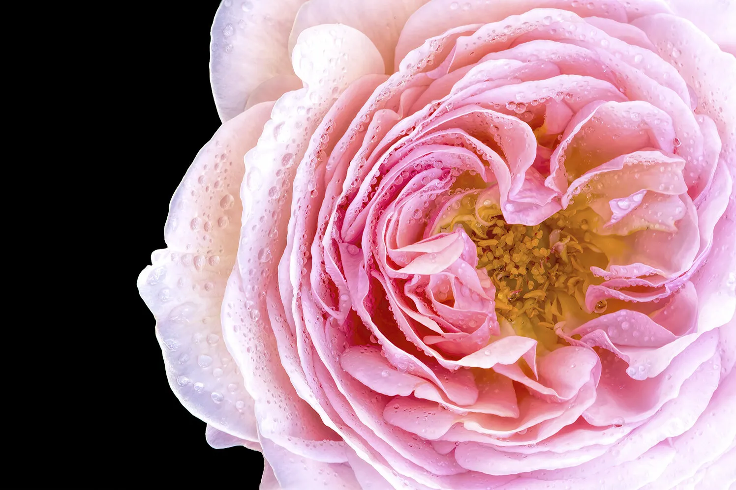 Pink Beauty
