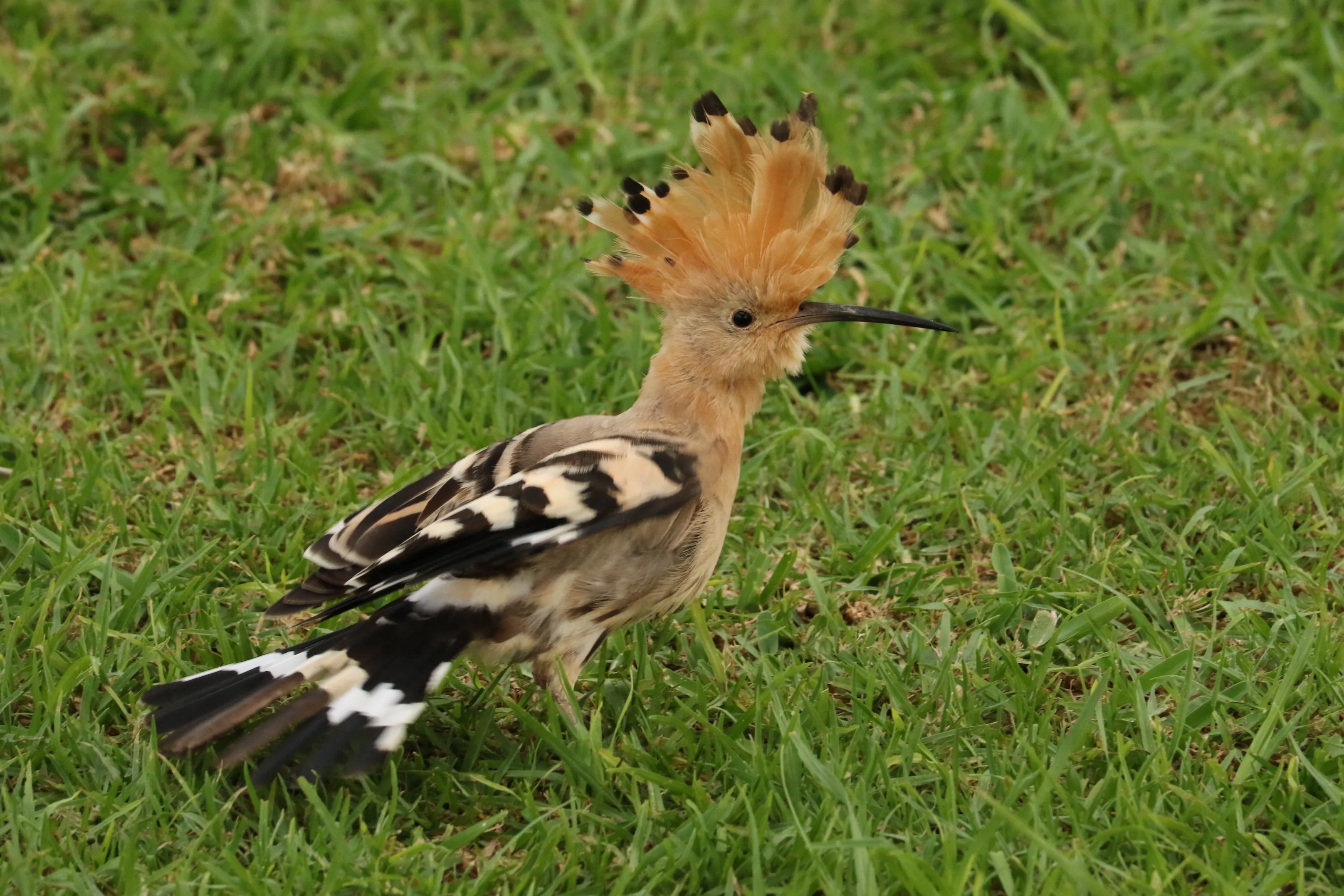 Hoopoe