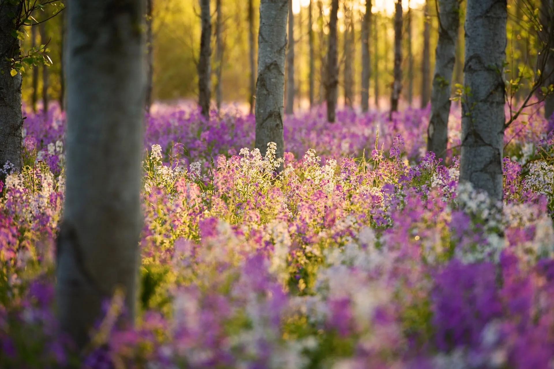 Wendling Wildflowers