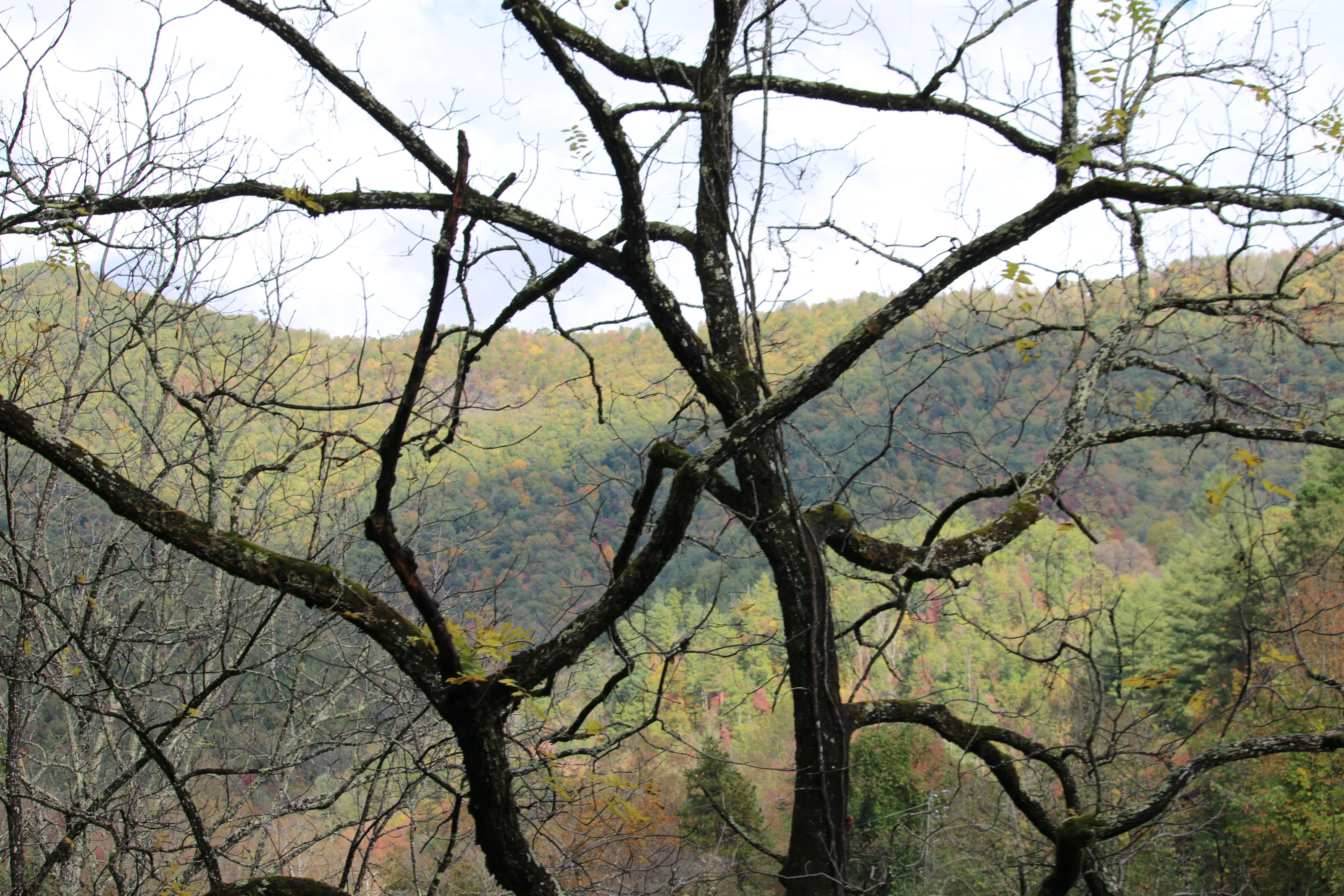 tree,mountian,shadow