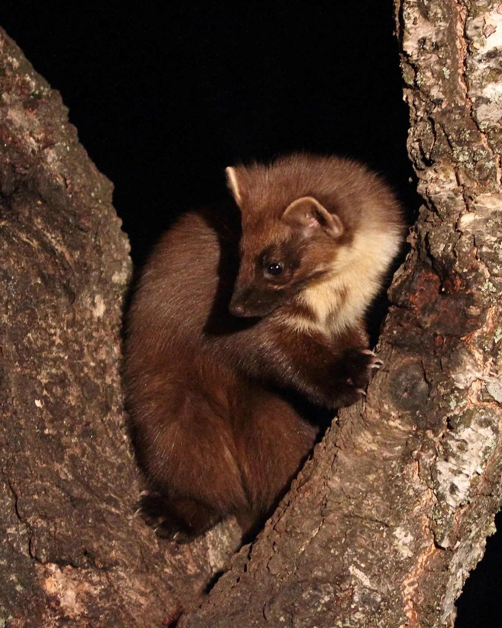 Pine Marten