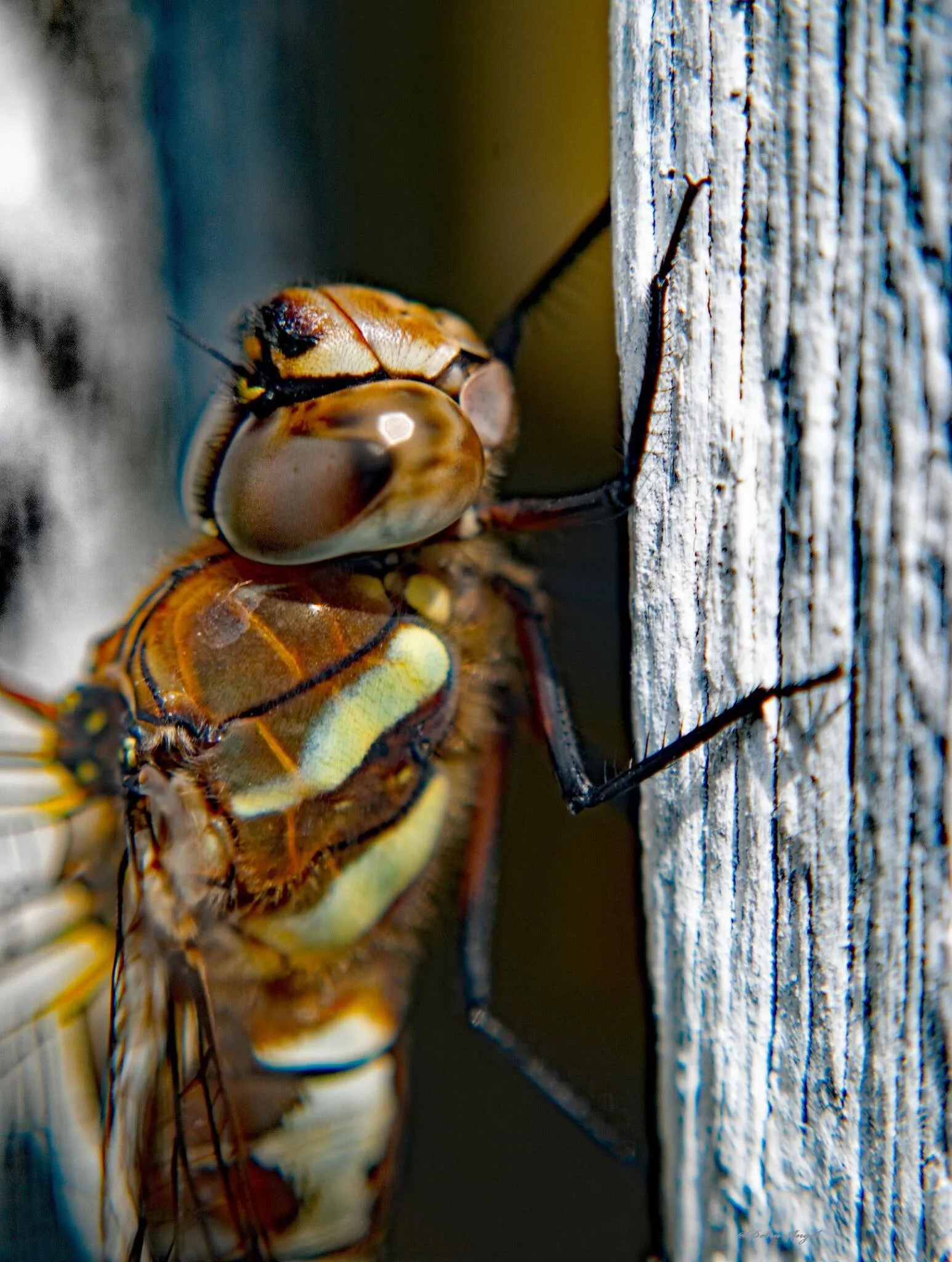 Dragon of insects