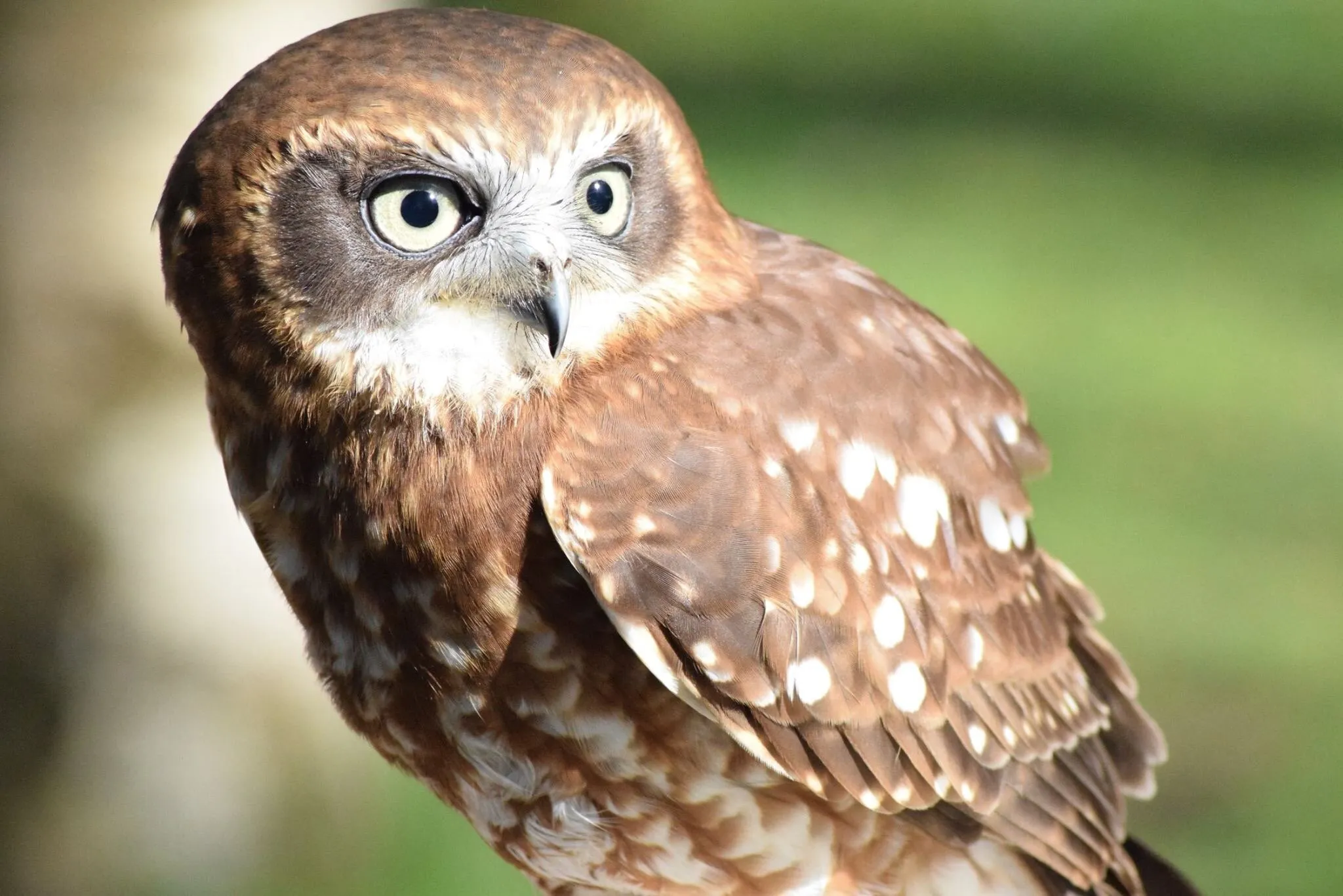 Baby owl