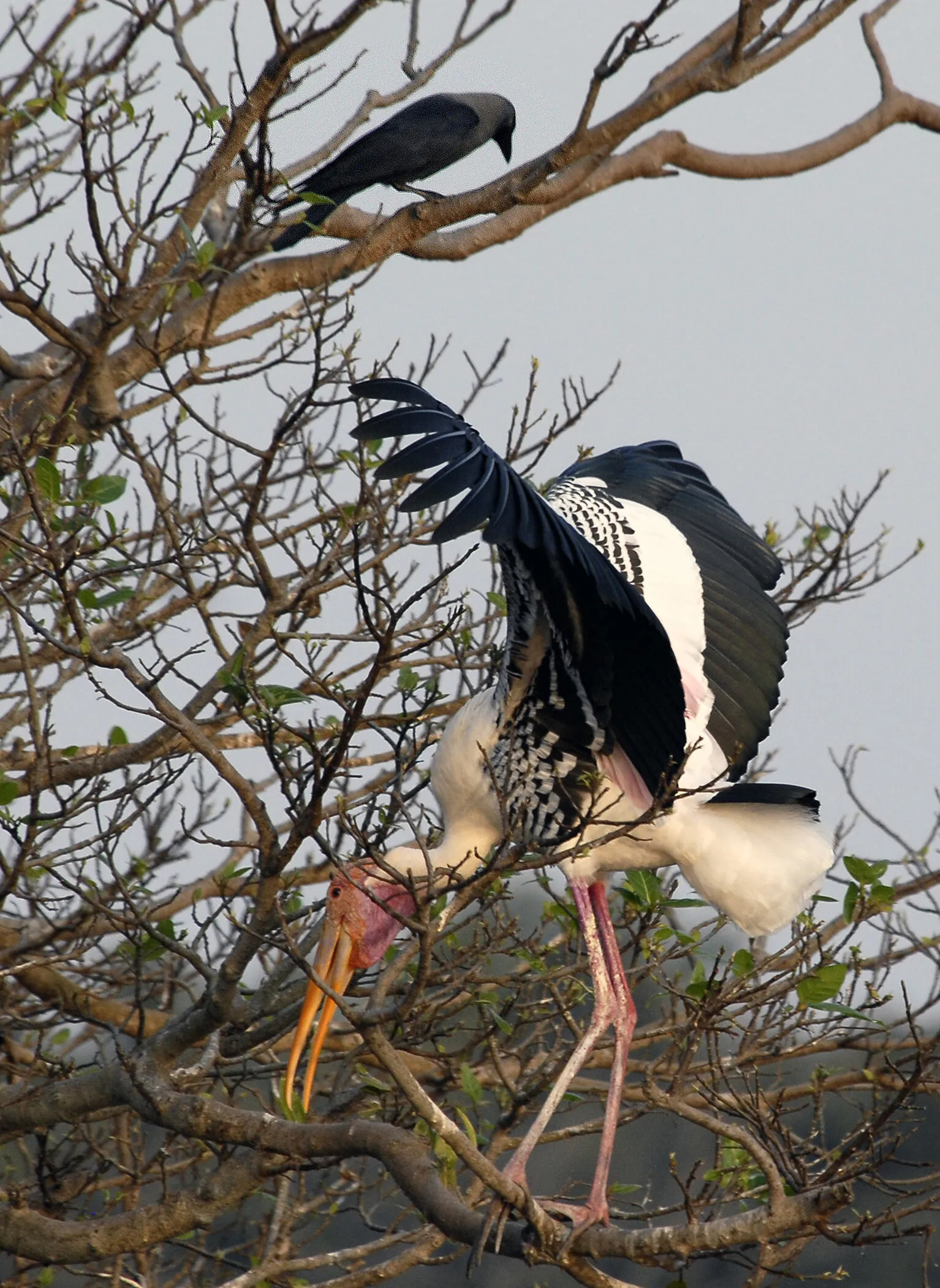 Stork in India