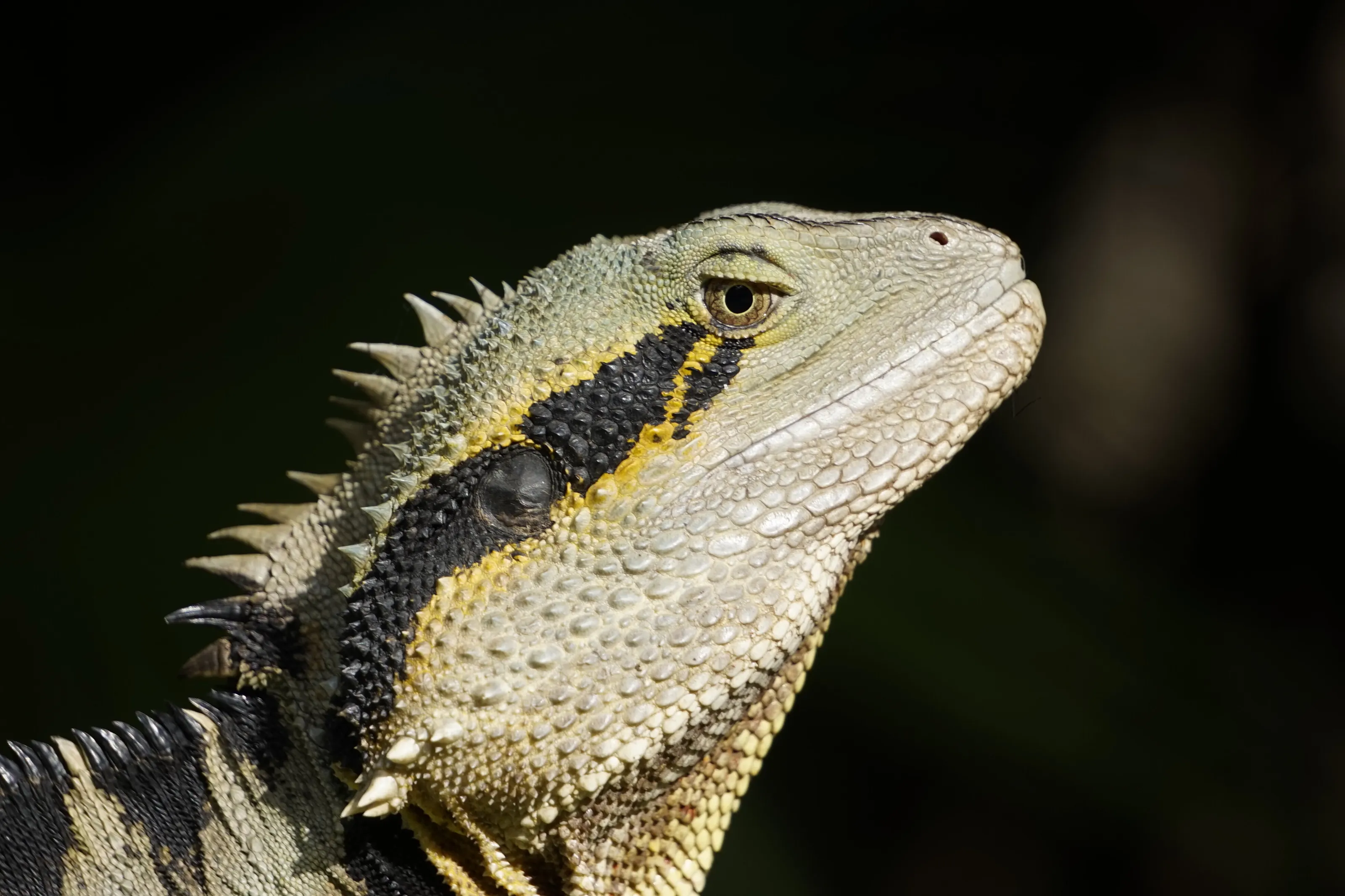 Lizard Pose
