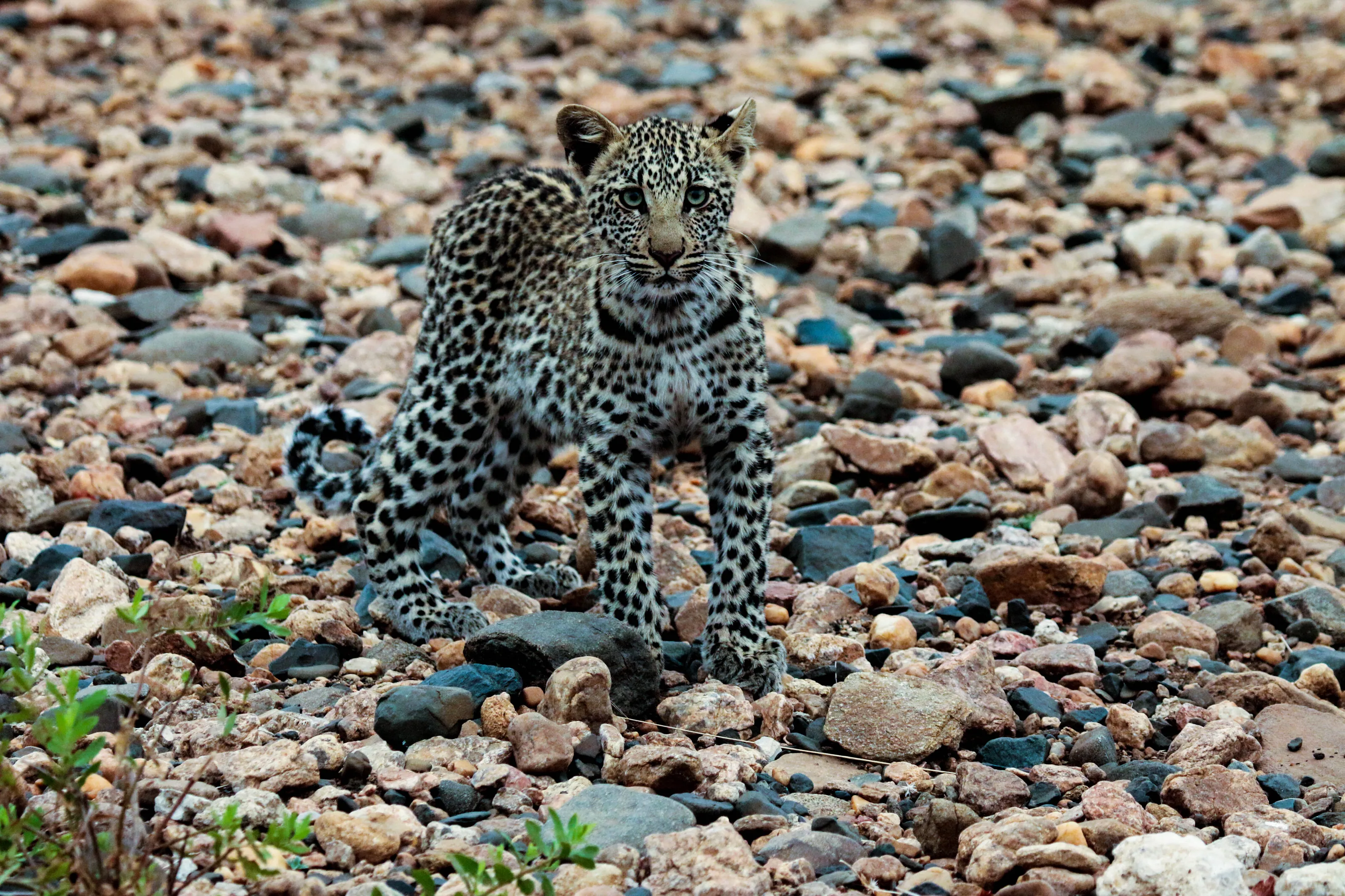 Leopard cub in Kruger National Park