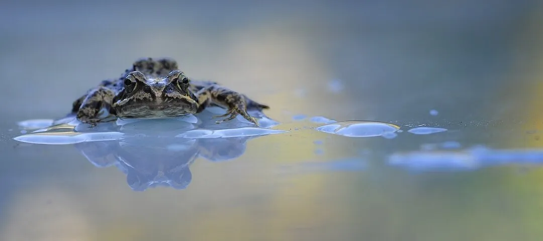 the Frog.