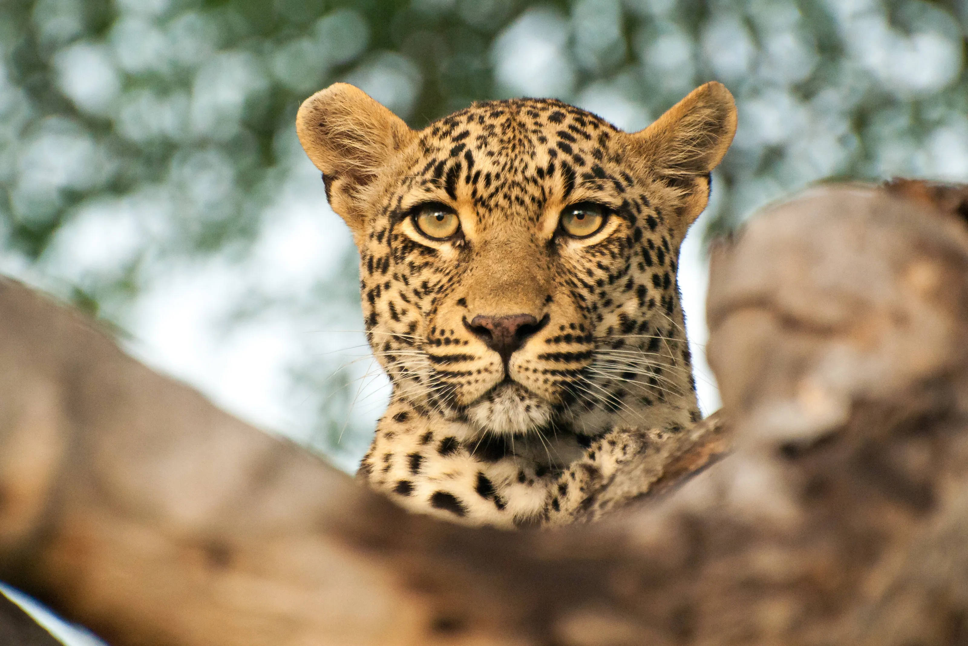 Leopard in tree