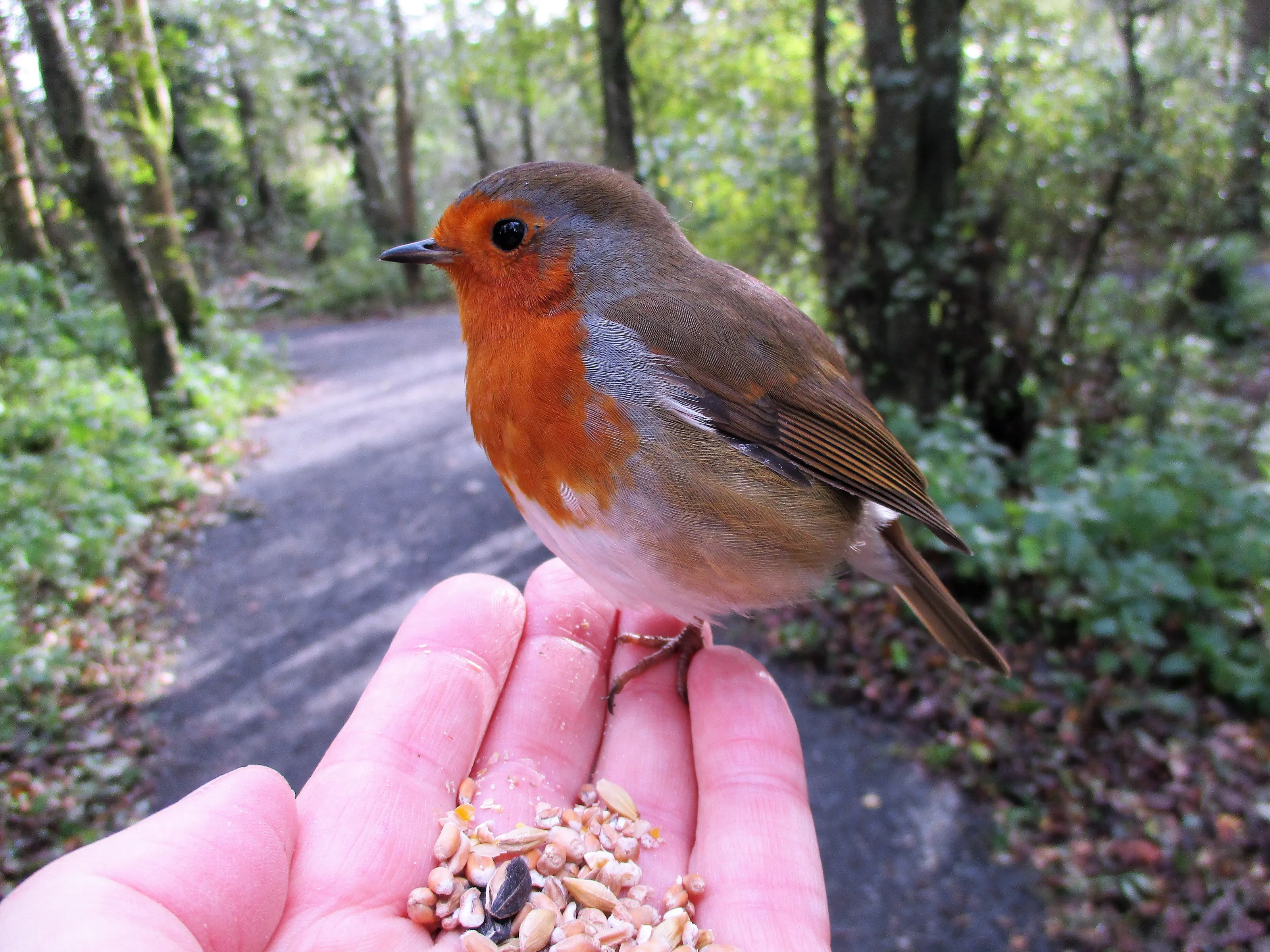 wee paddy the robin