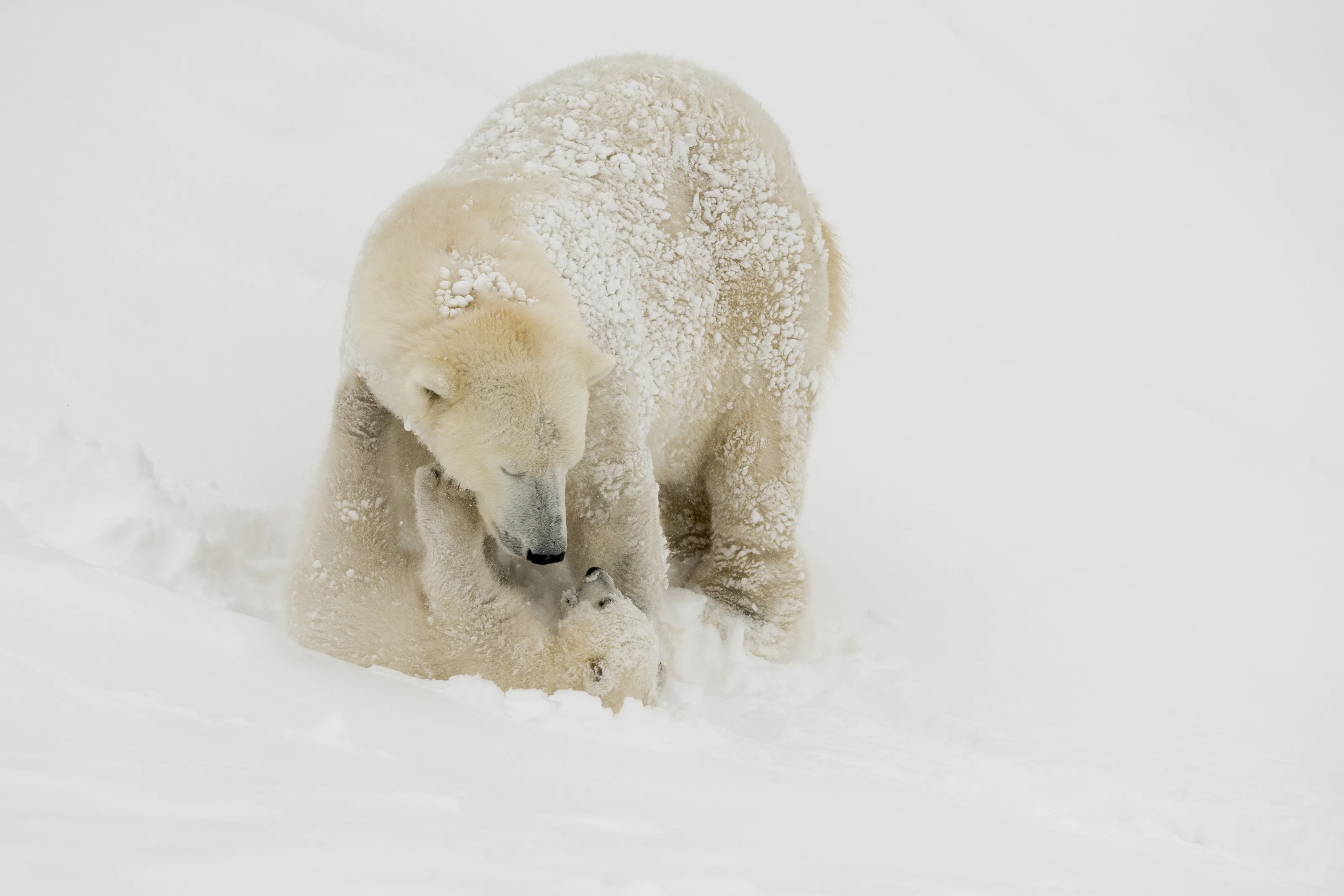 Mother & Cub