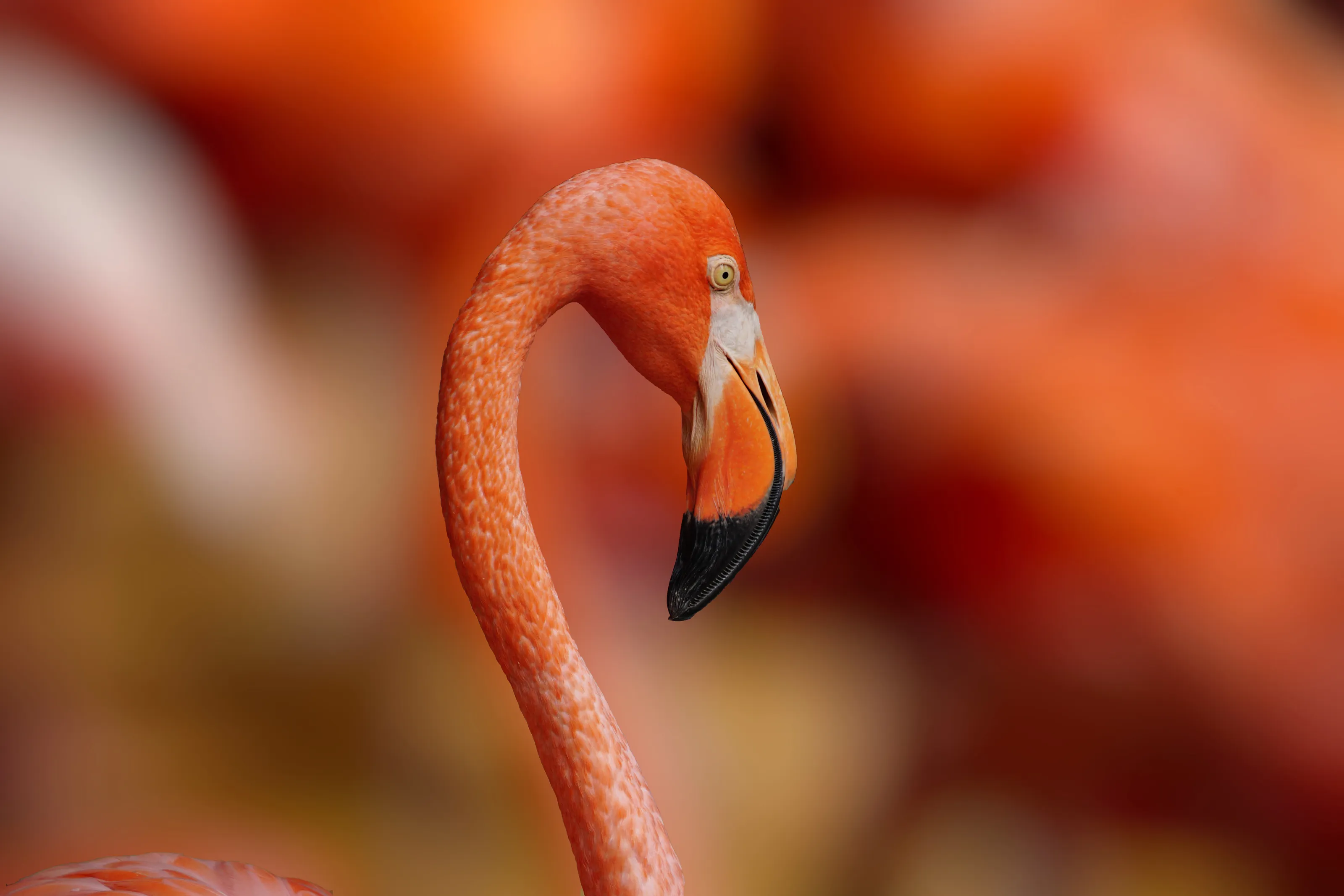 Portrait of a flamingo