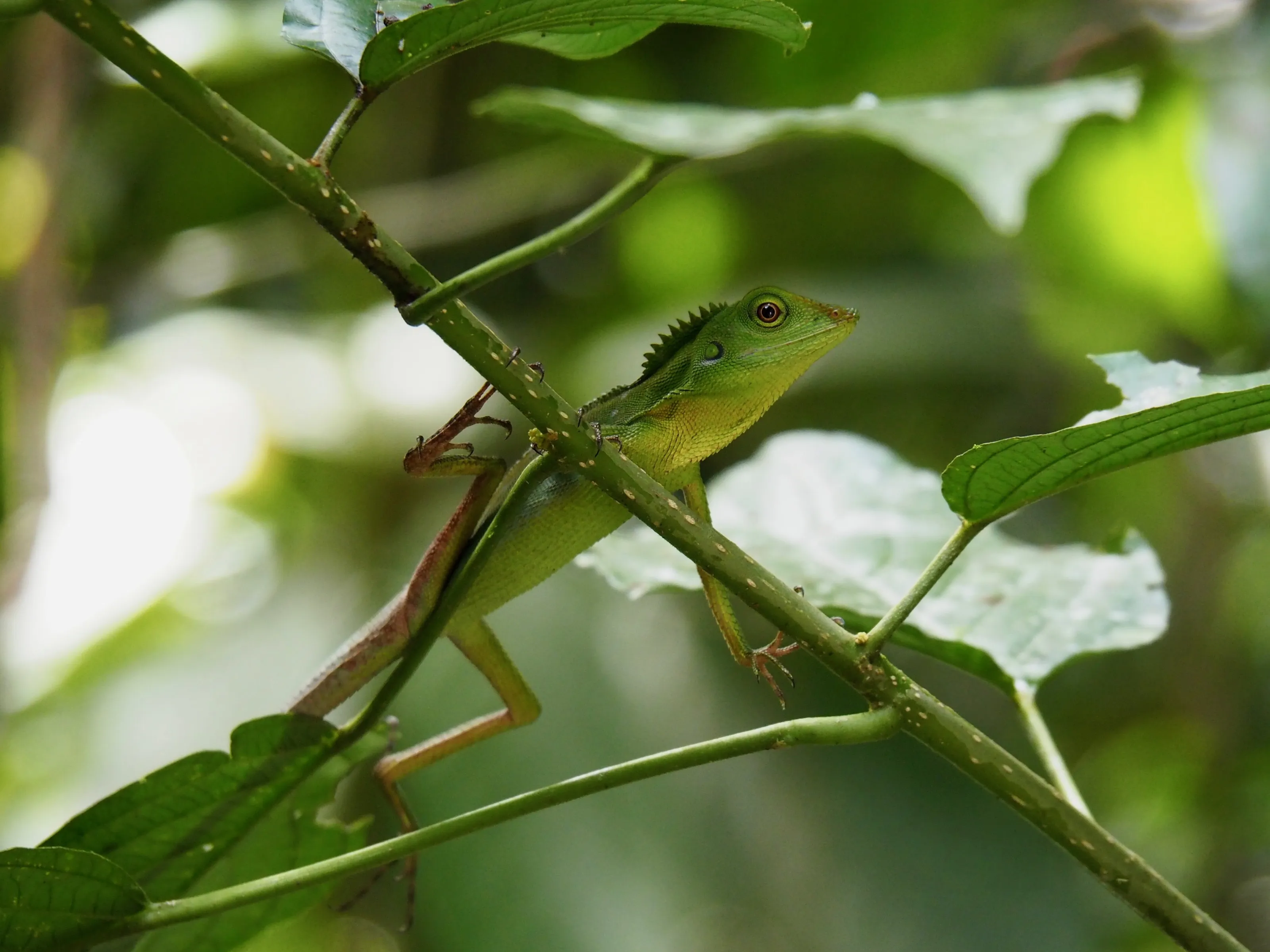 Lizard in Mulu