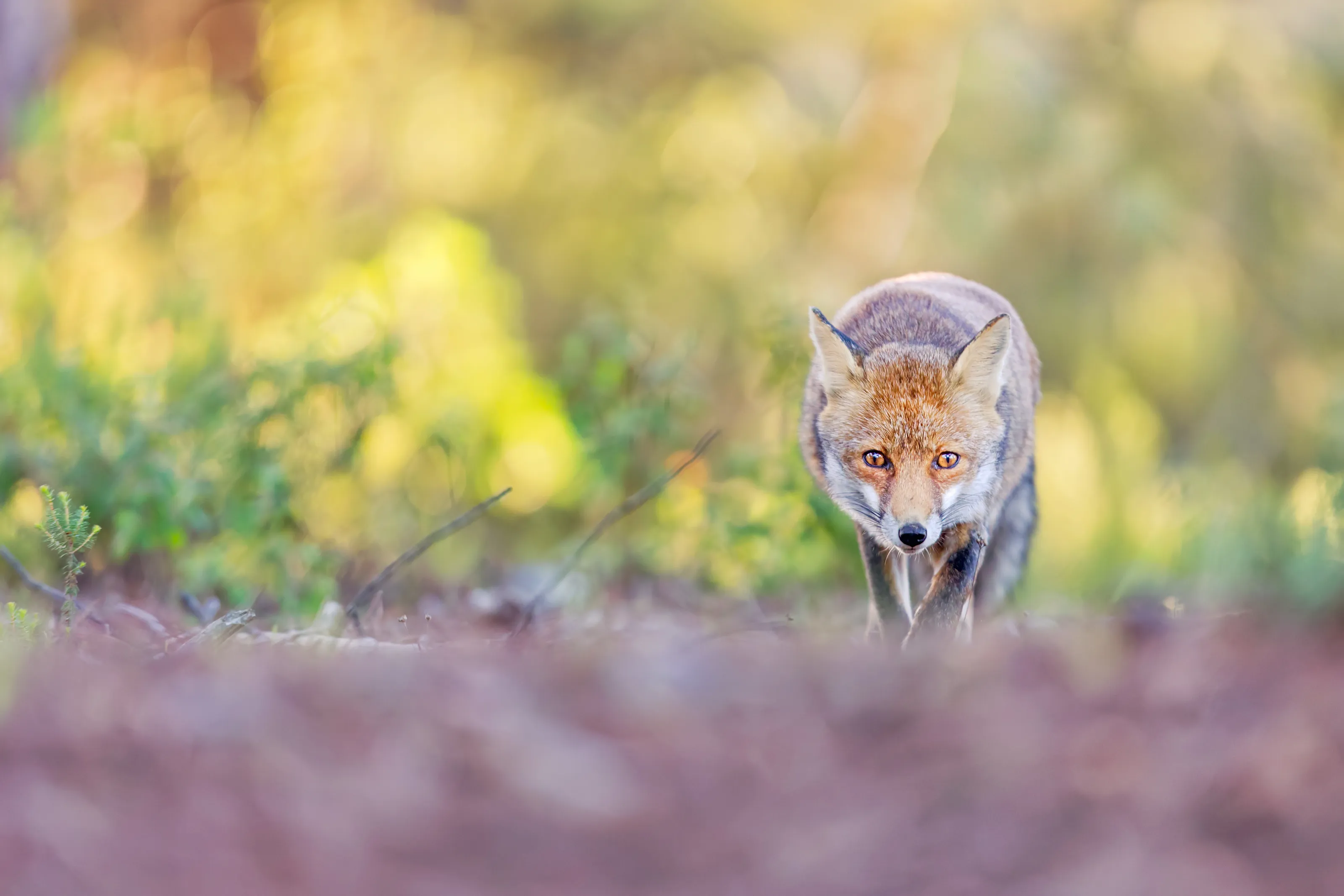 On the Prowl