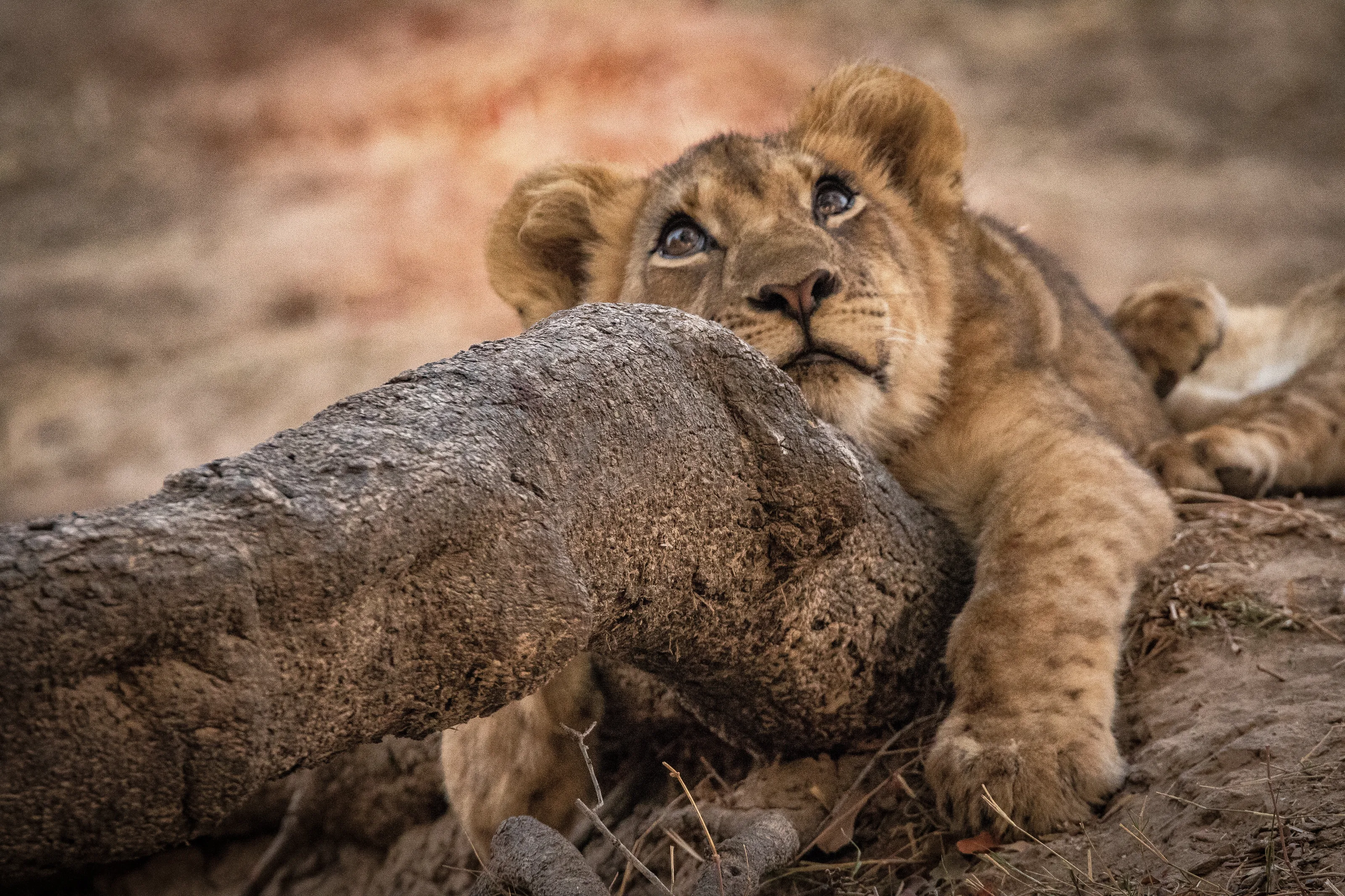 Lion Cub Zambia