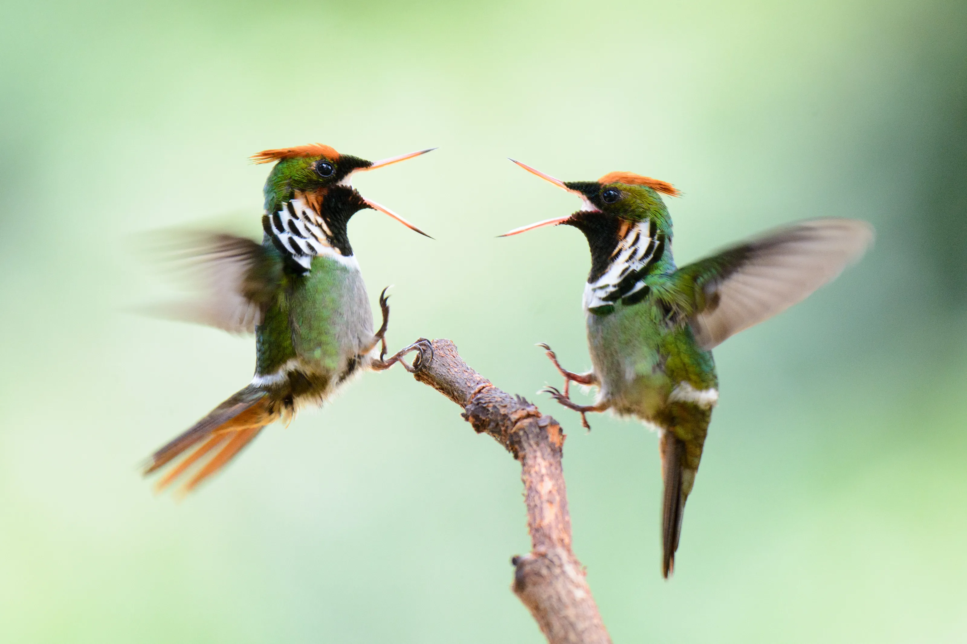 A Small Fight