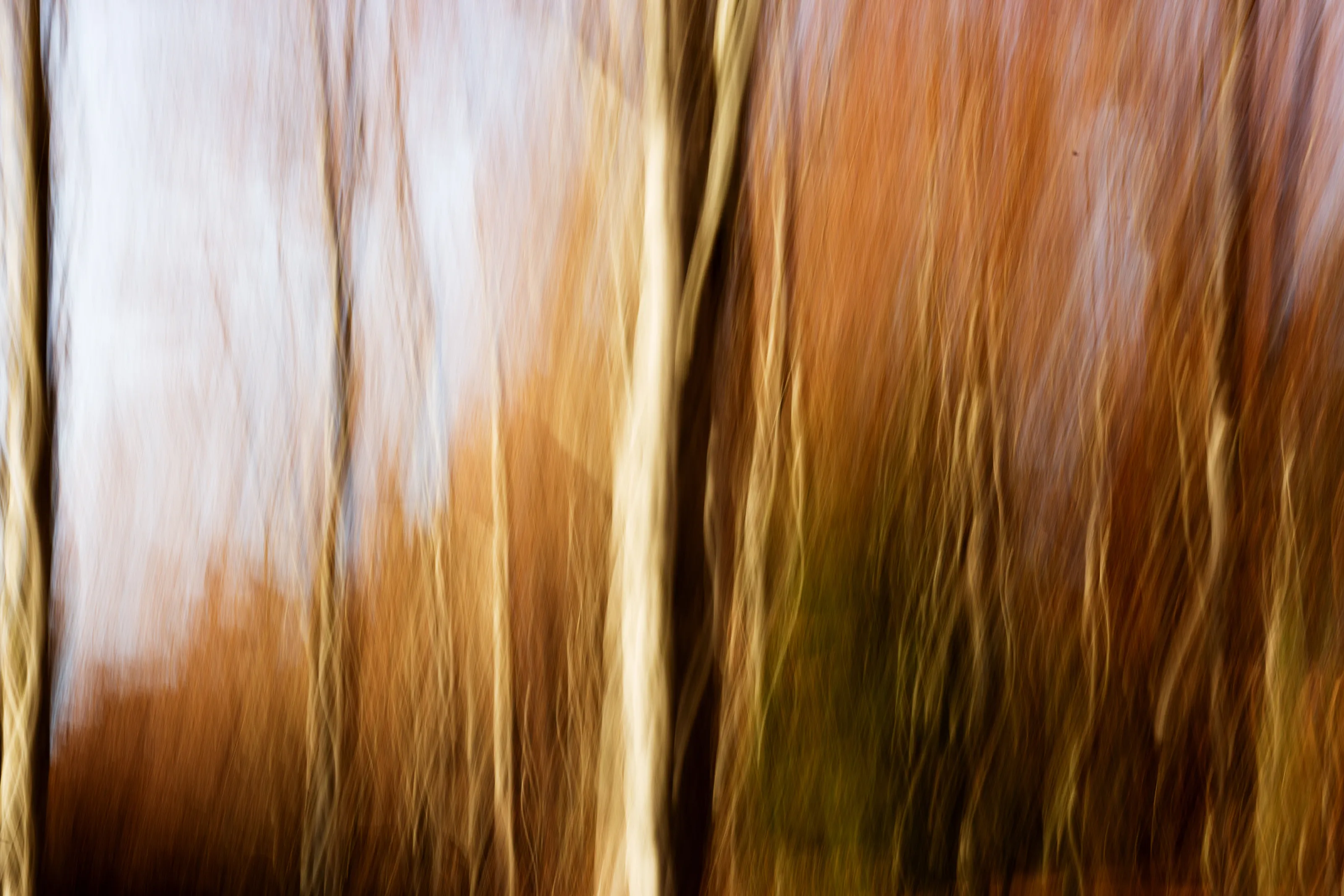 Autumn Dance