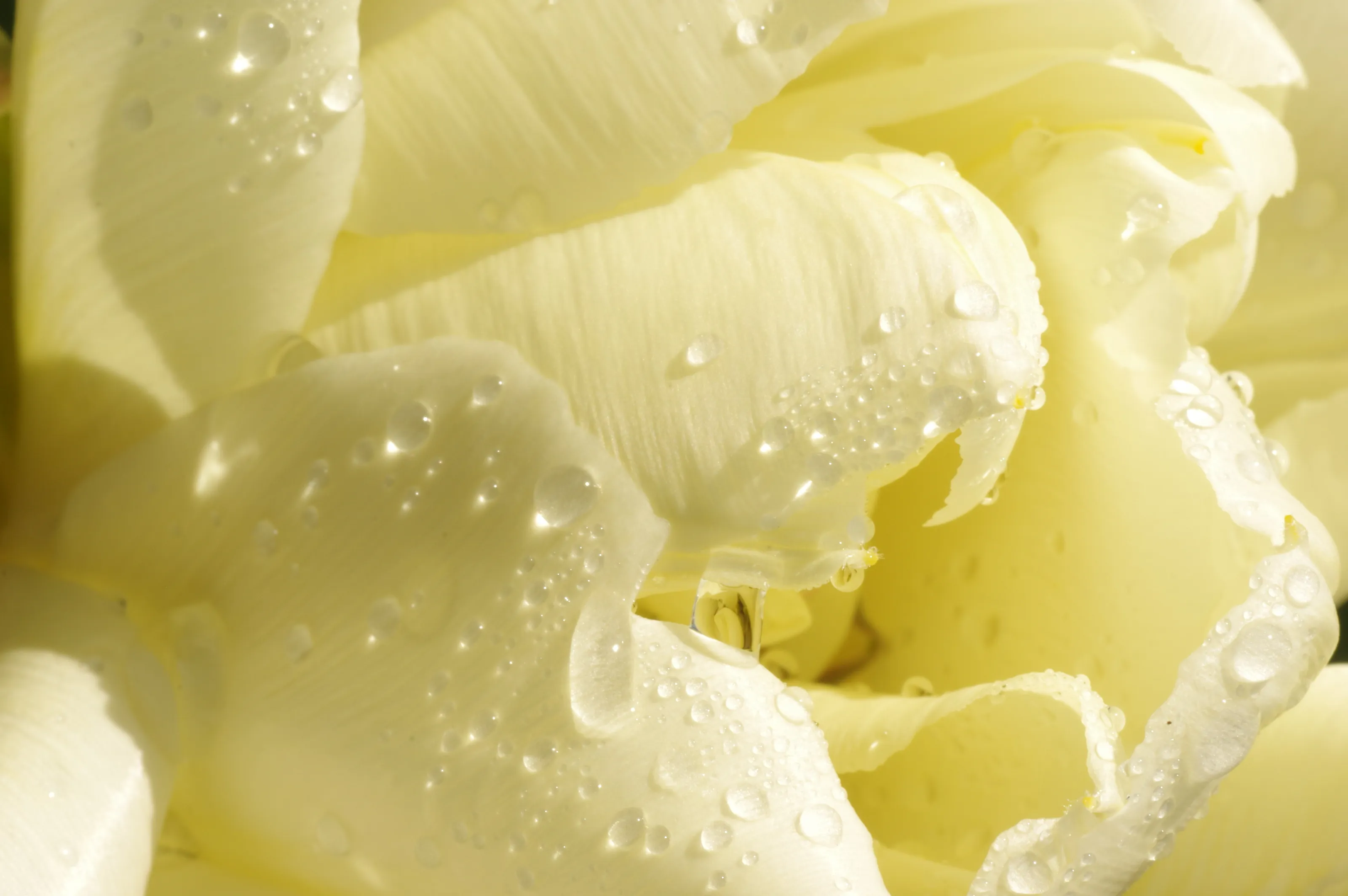 Tulip