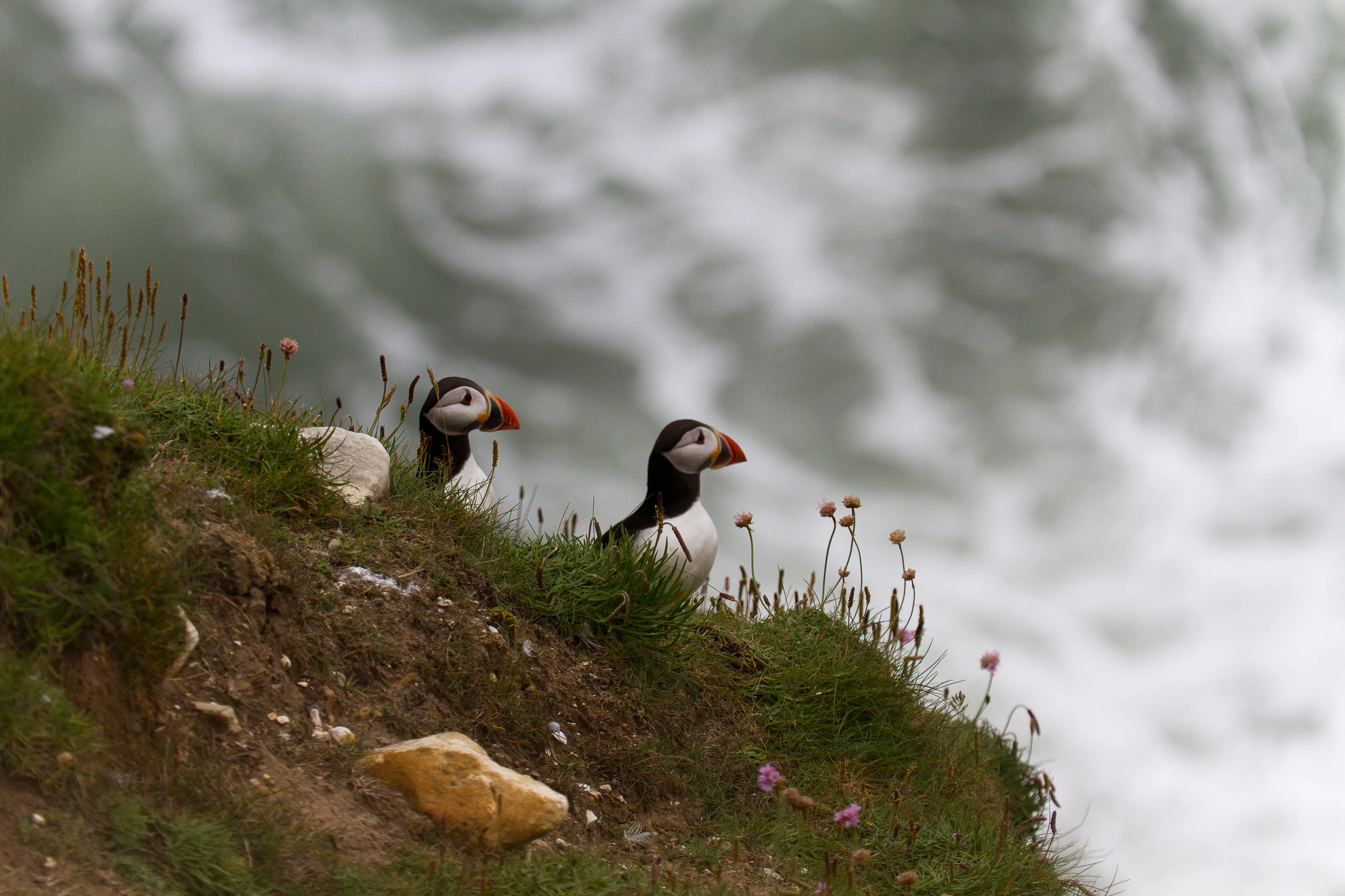 Puffin Partners