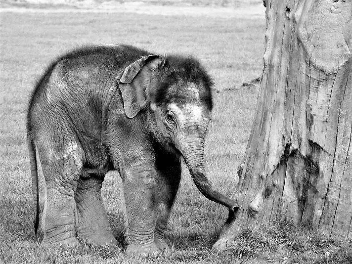 Baby Elephant