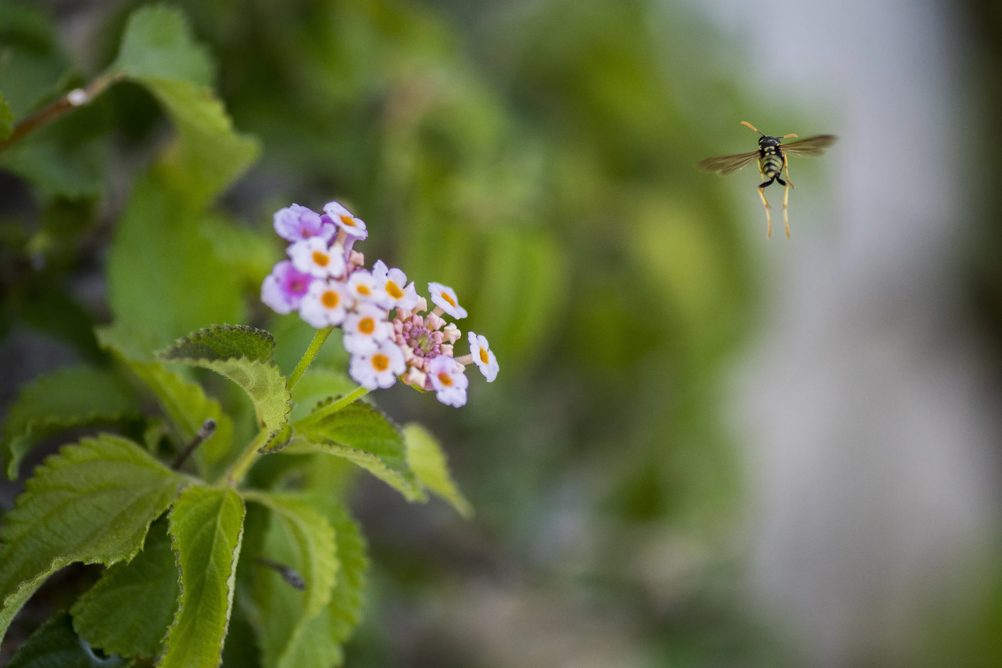 Watch out there's a wasp!
