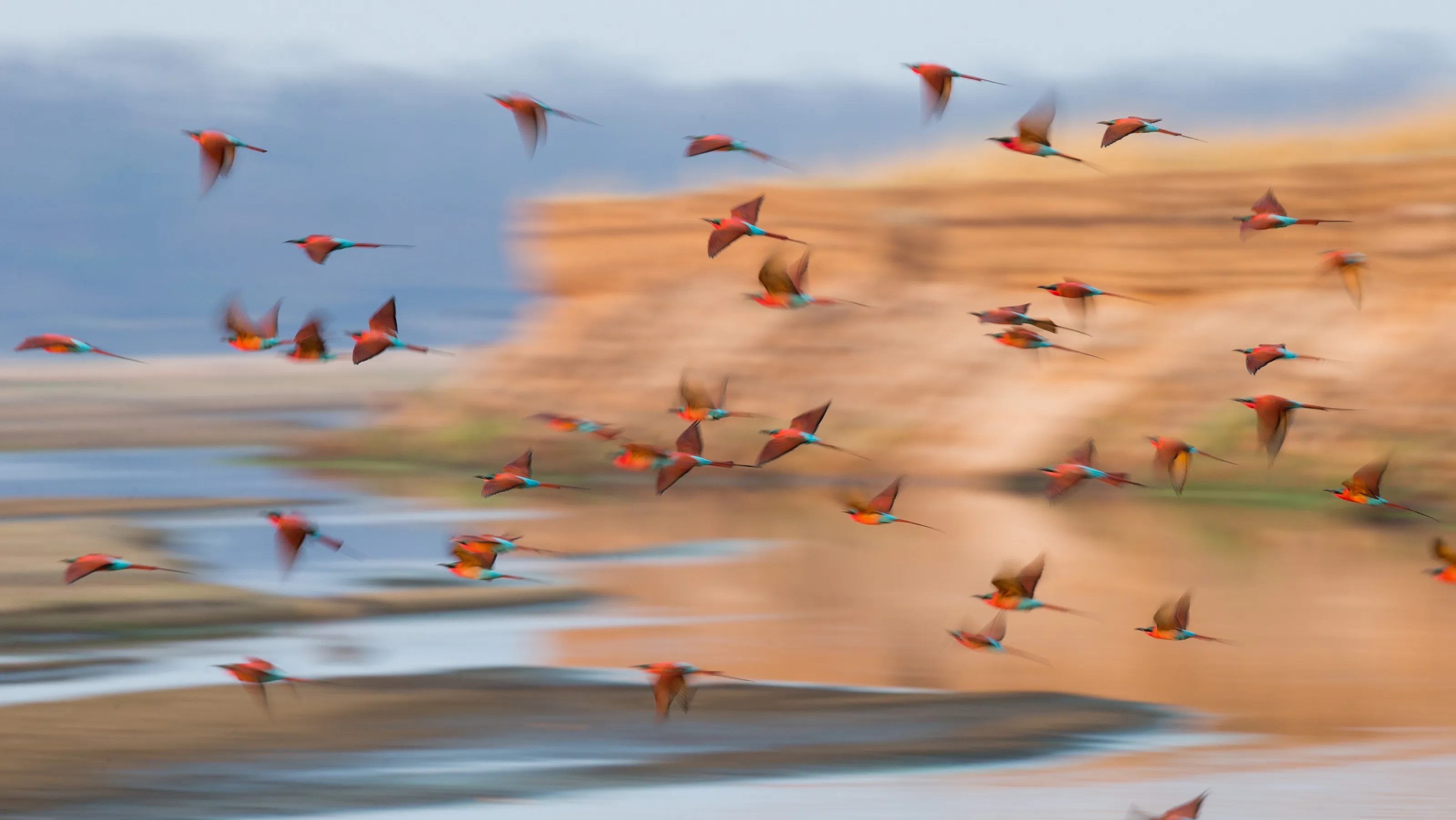 Carmine Bee-eaters