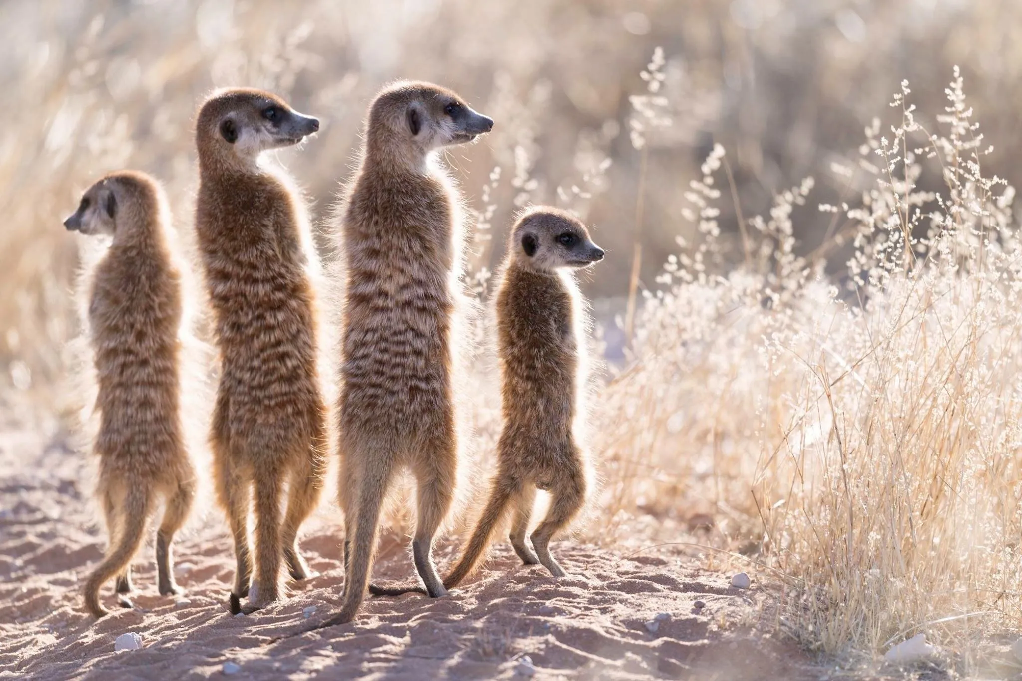Meerkat manor