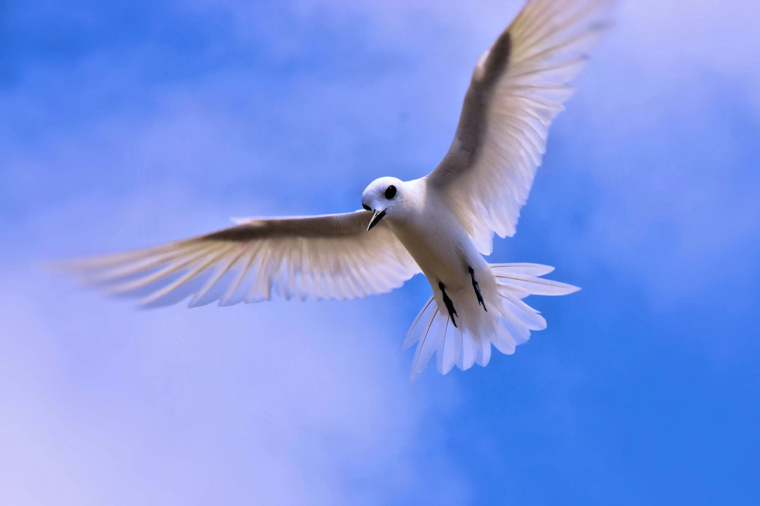 A Fairy in Flight