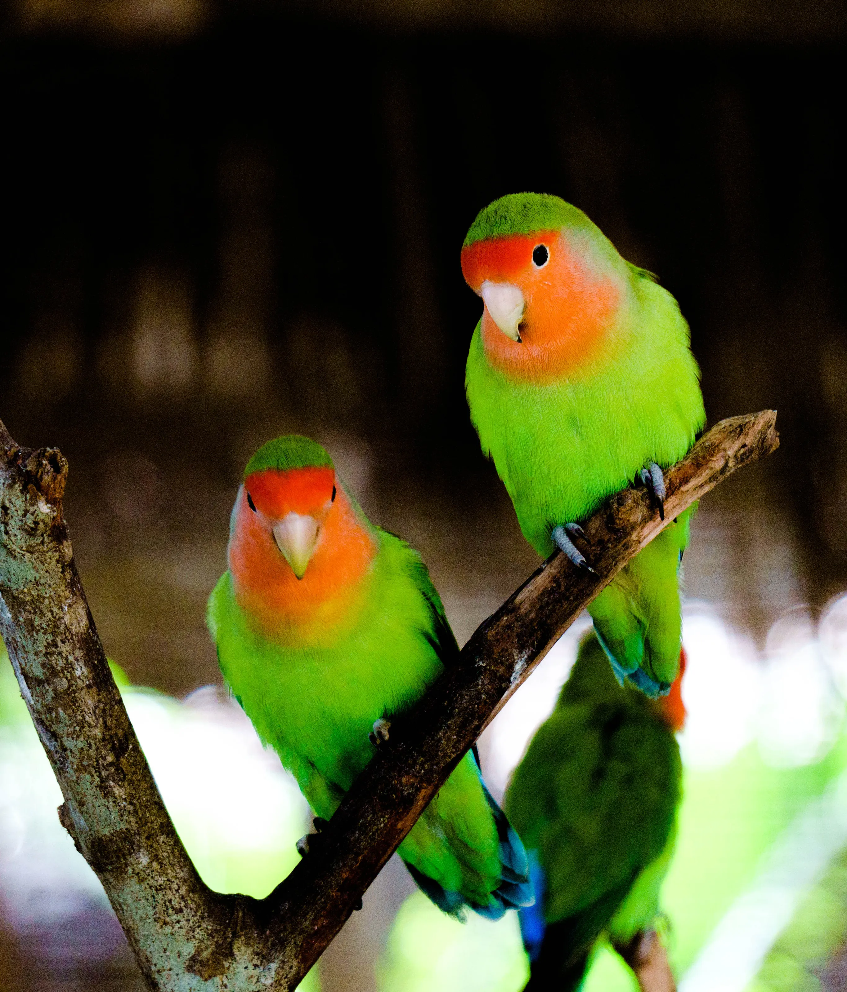 Pink Cheek Love Birds