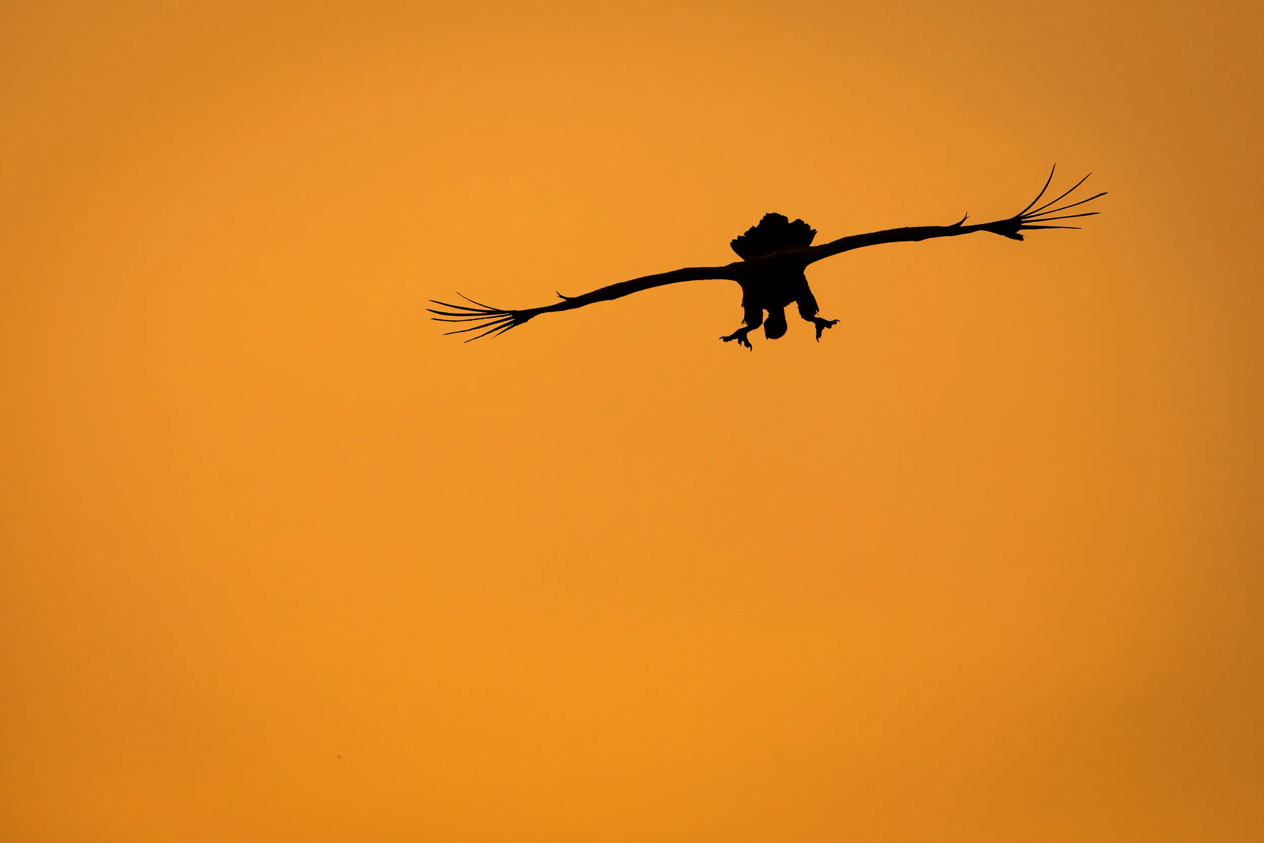 Vulture At Sunset