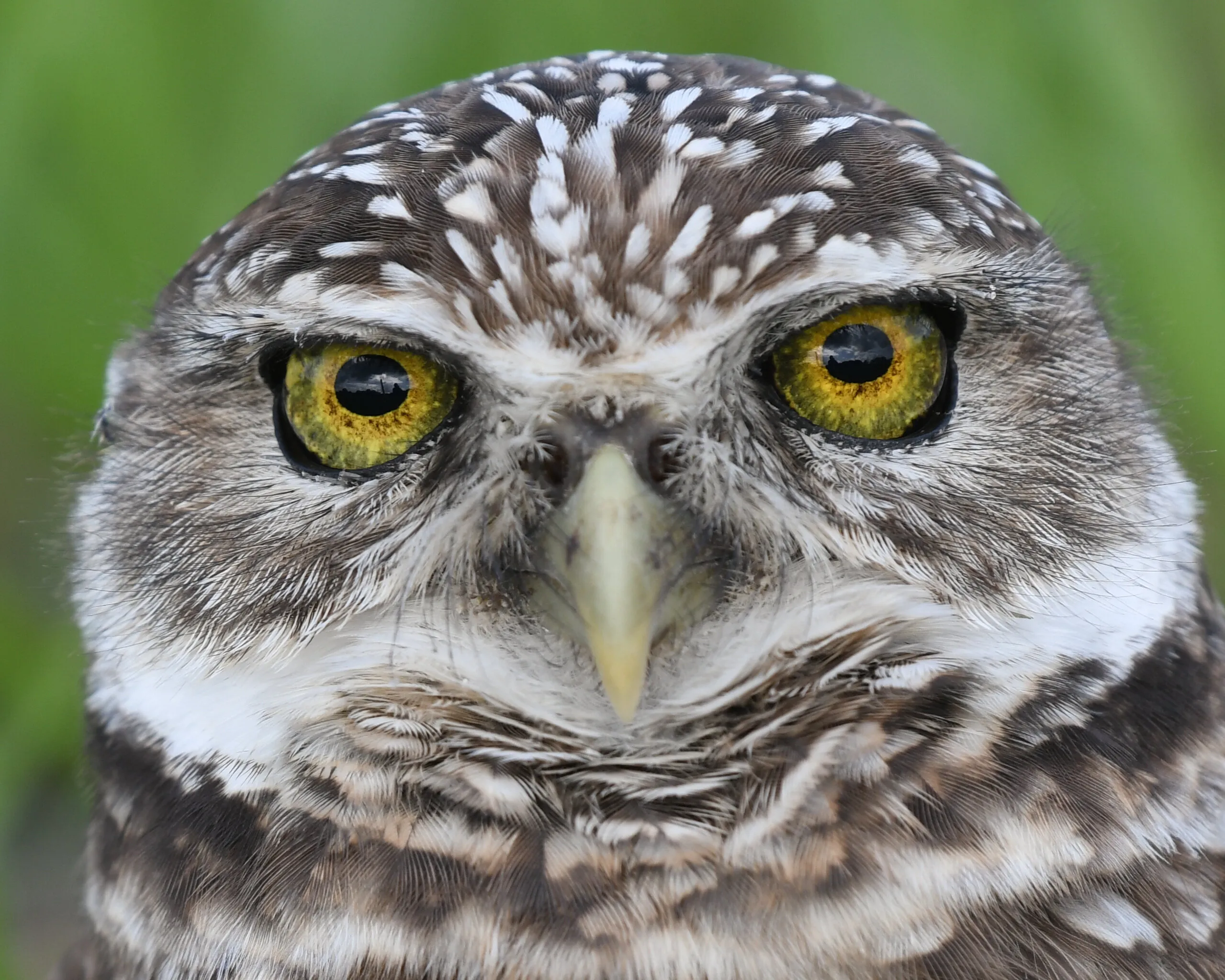 The Face of a Burrowing Owl