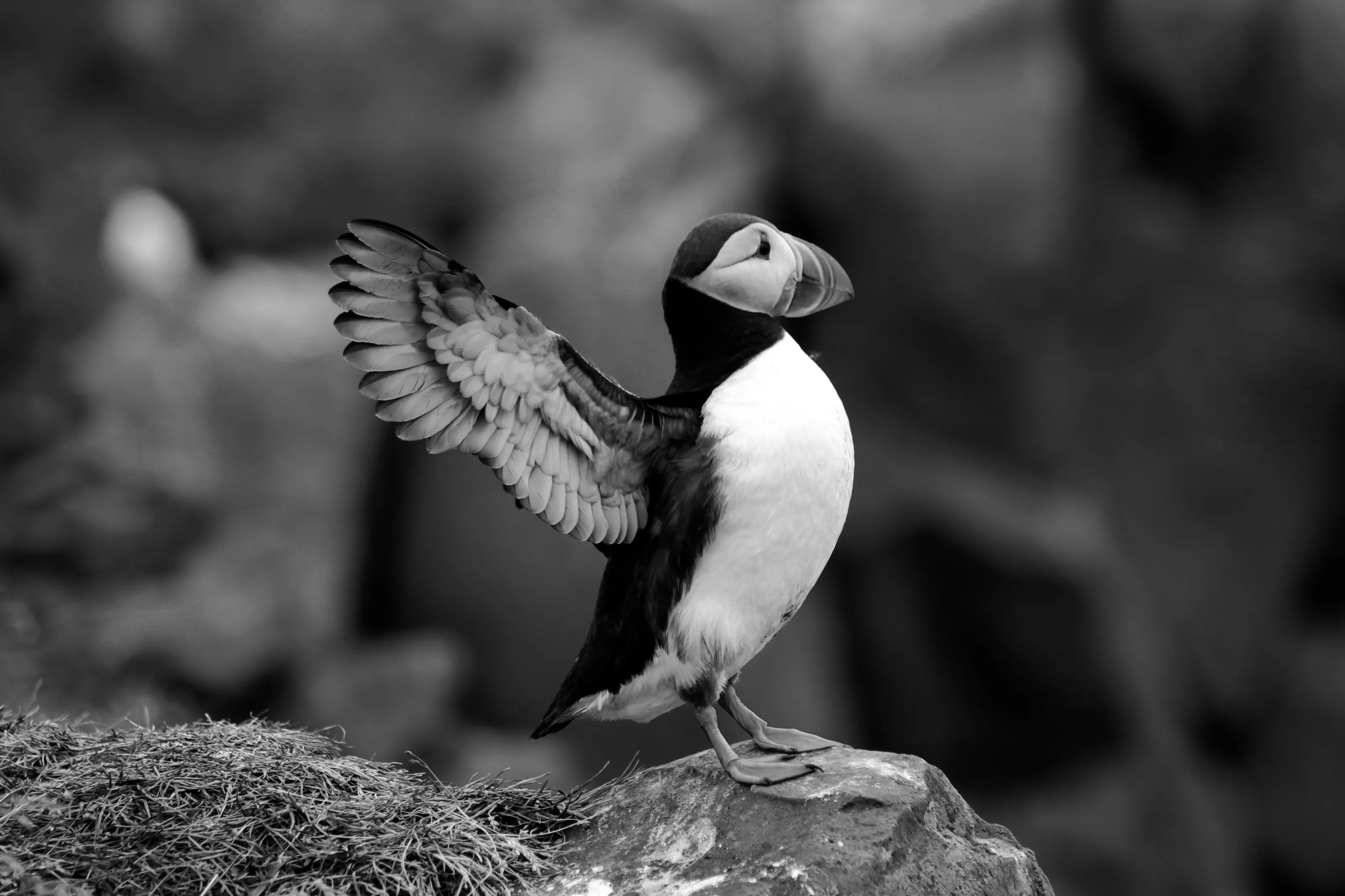 Born to Soar