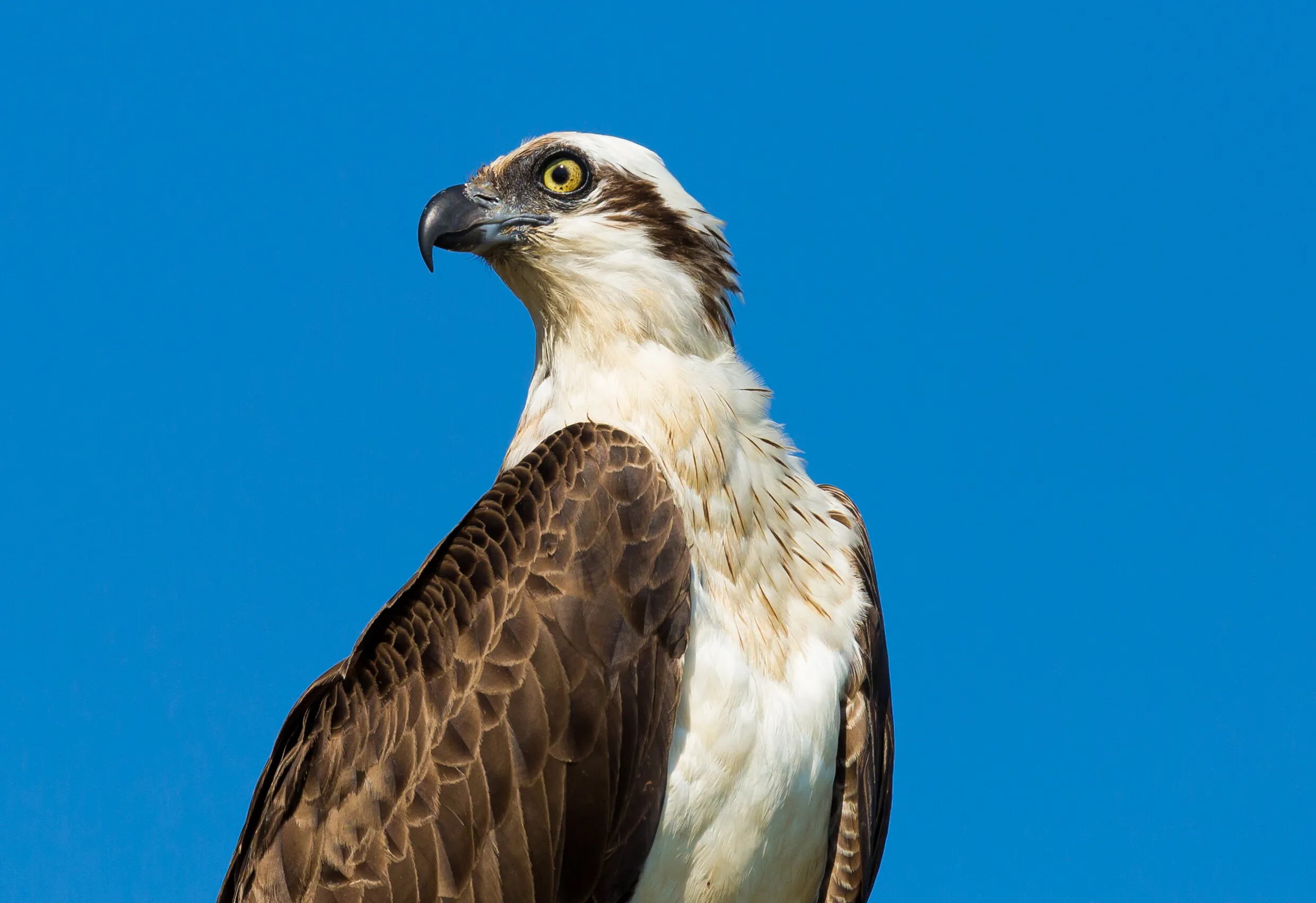 Osprey