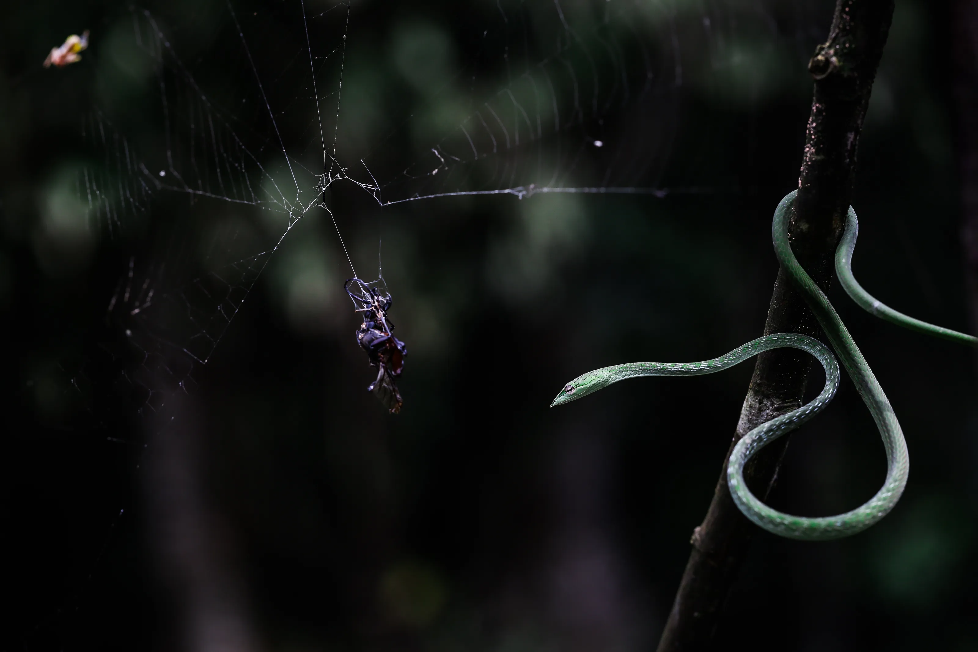 The Spider and Green Vine ...the circle of life...when the predator becomes the prey....
