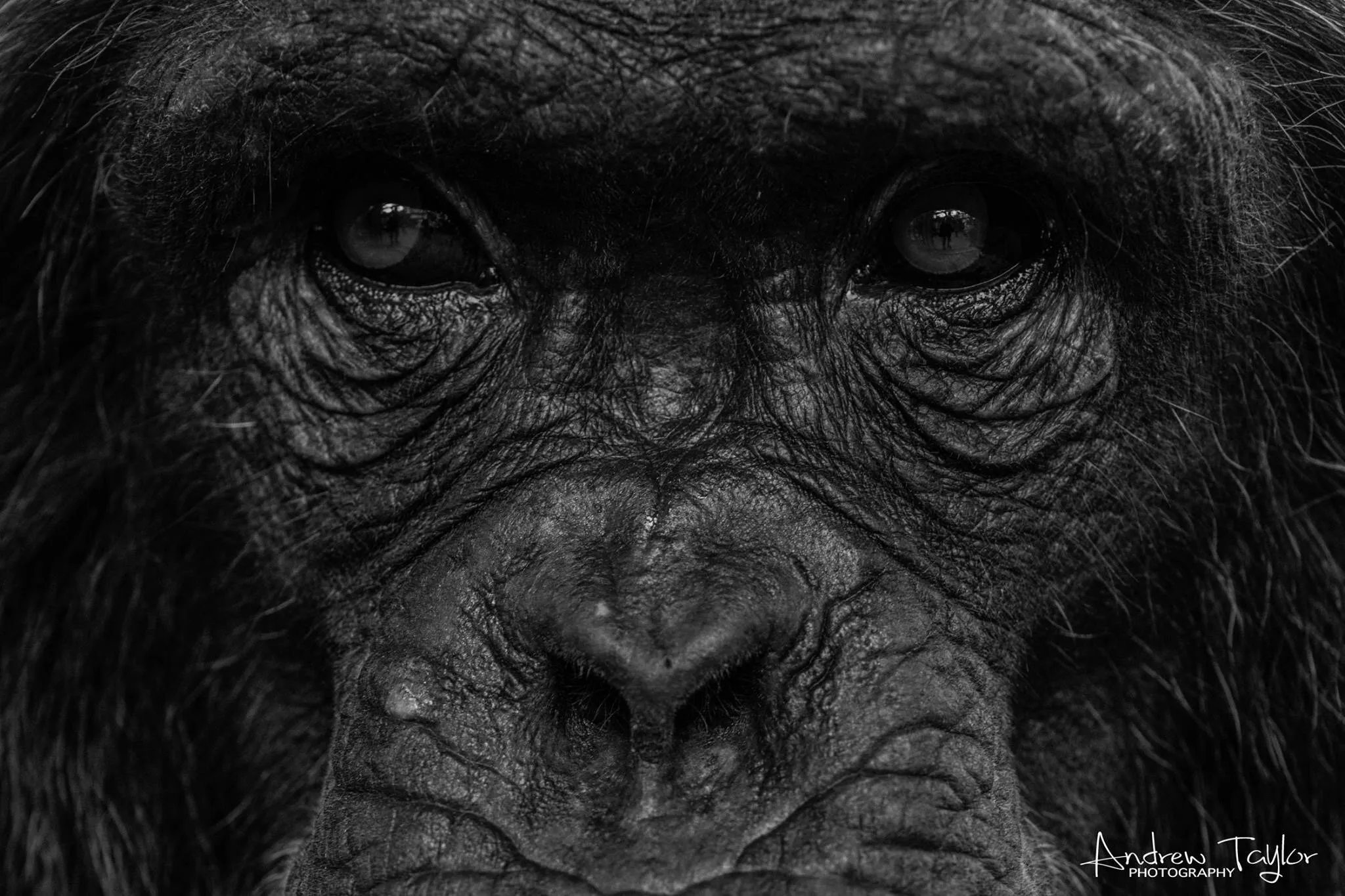 Chimpanzee Close Up