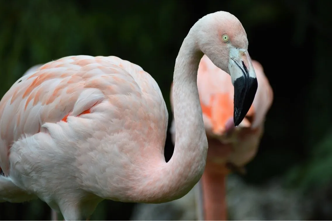 Pink beauty.