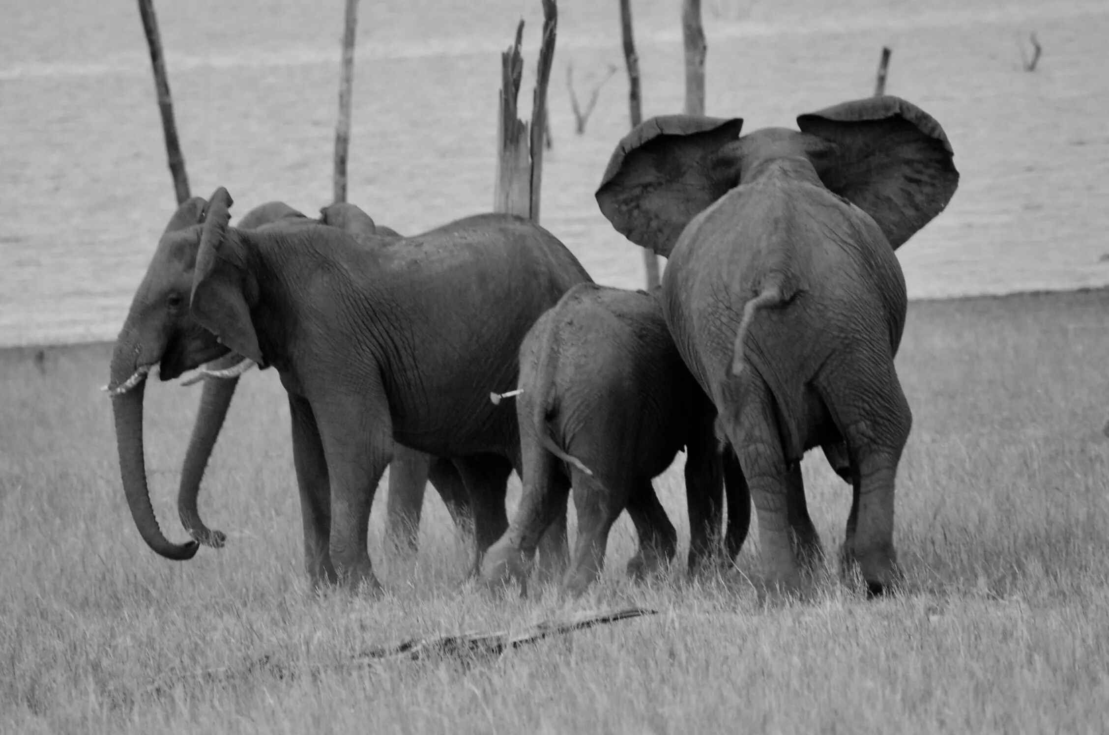 Injured elephant & family protection