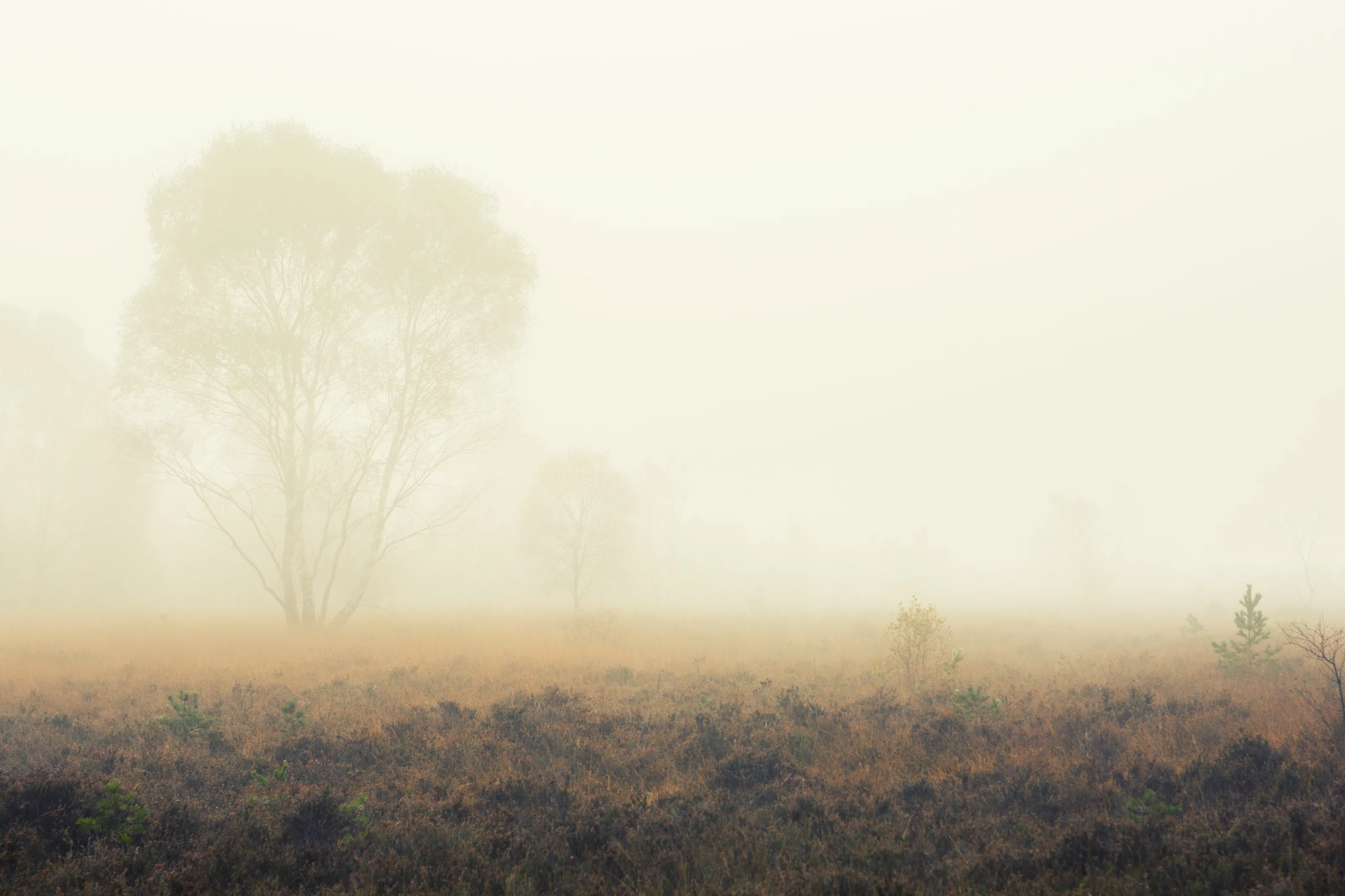 Foggy start