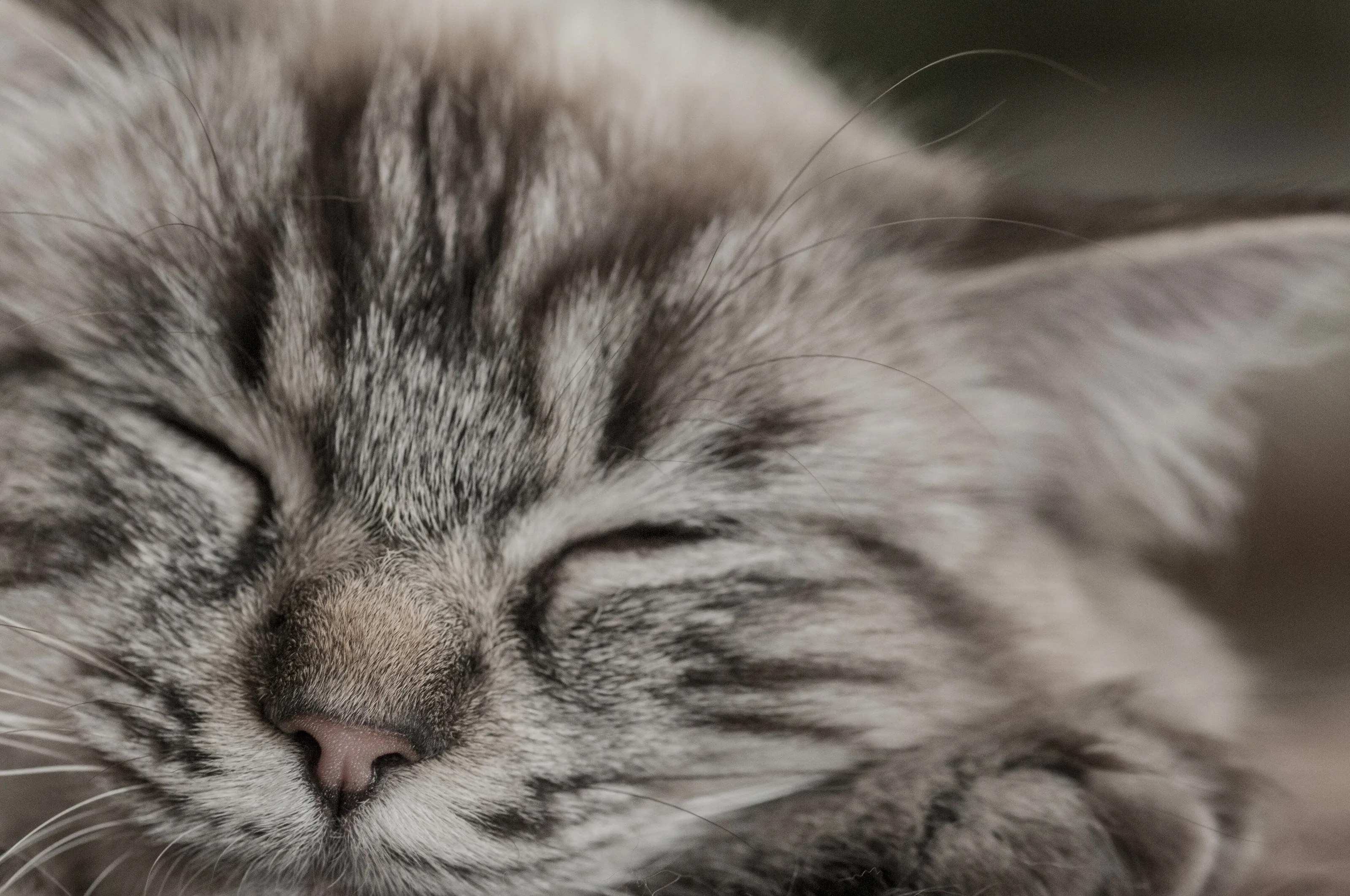 Snug Kitty
