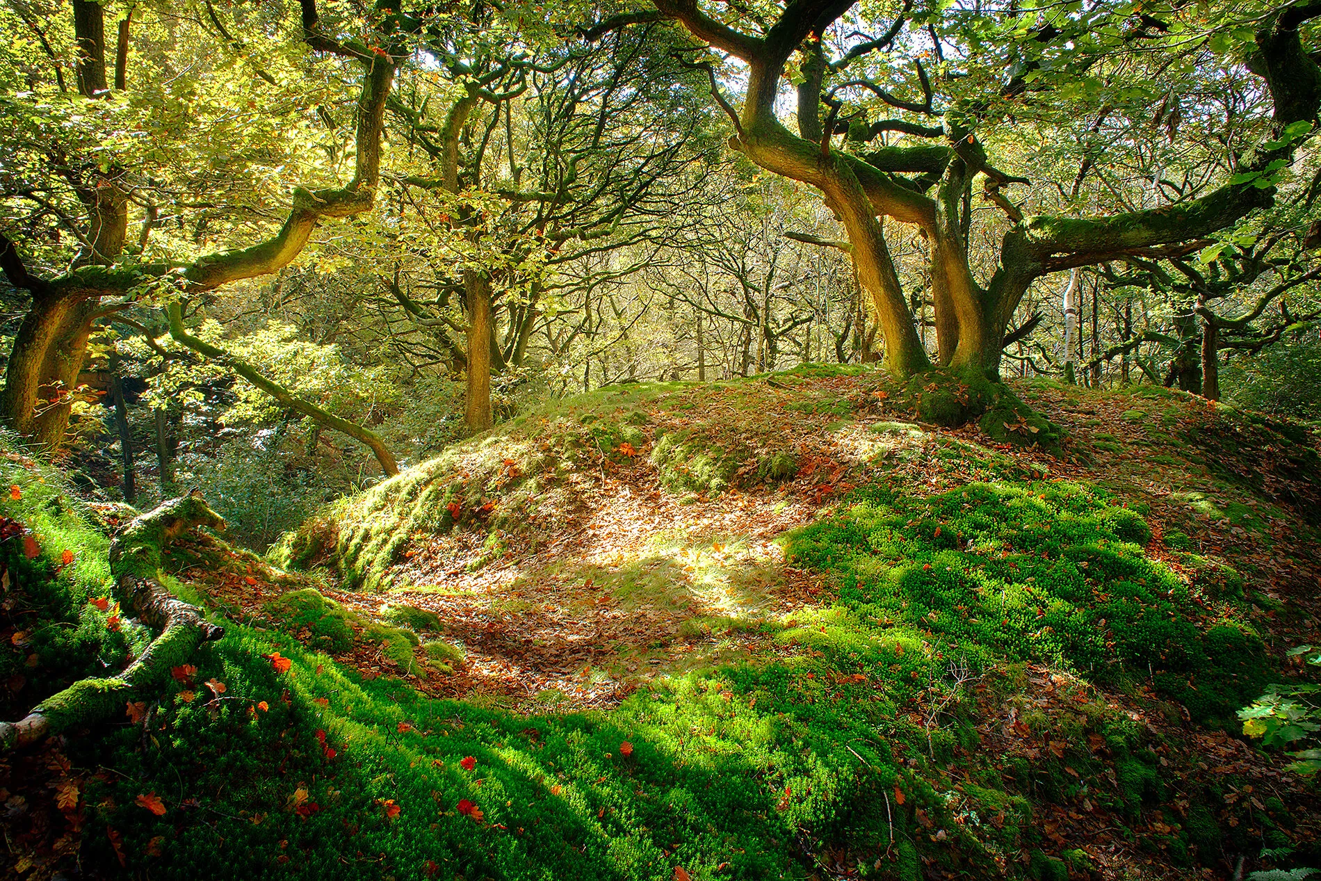 Autumn Sunshine in a Lancashire Woodland