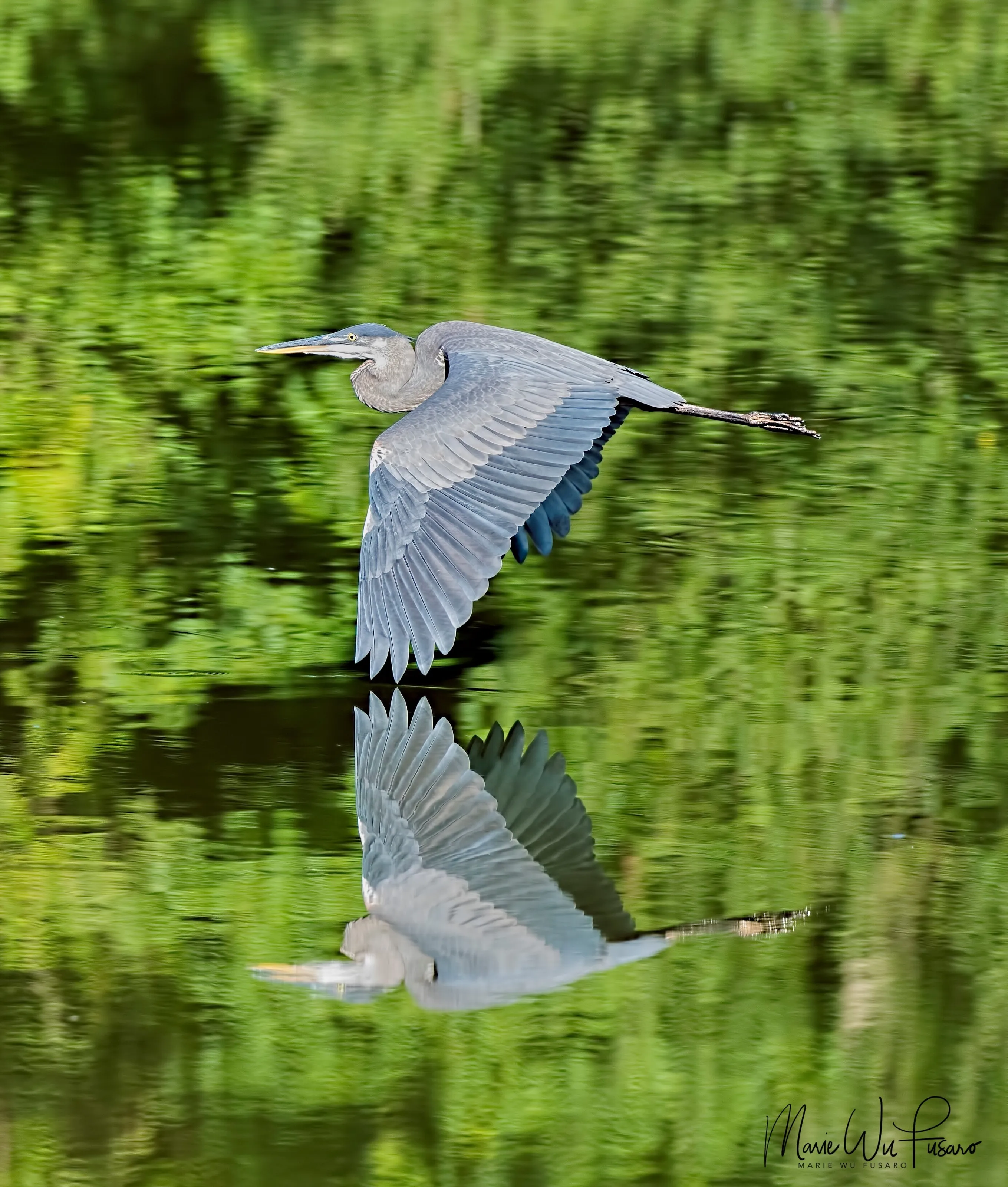 Blue Heron Reflection