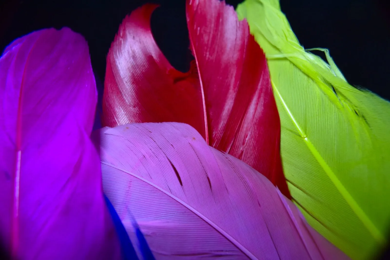 Feathers