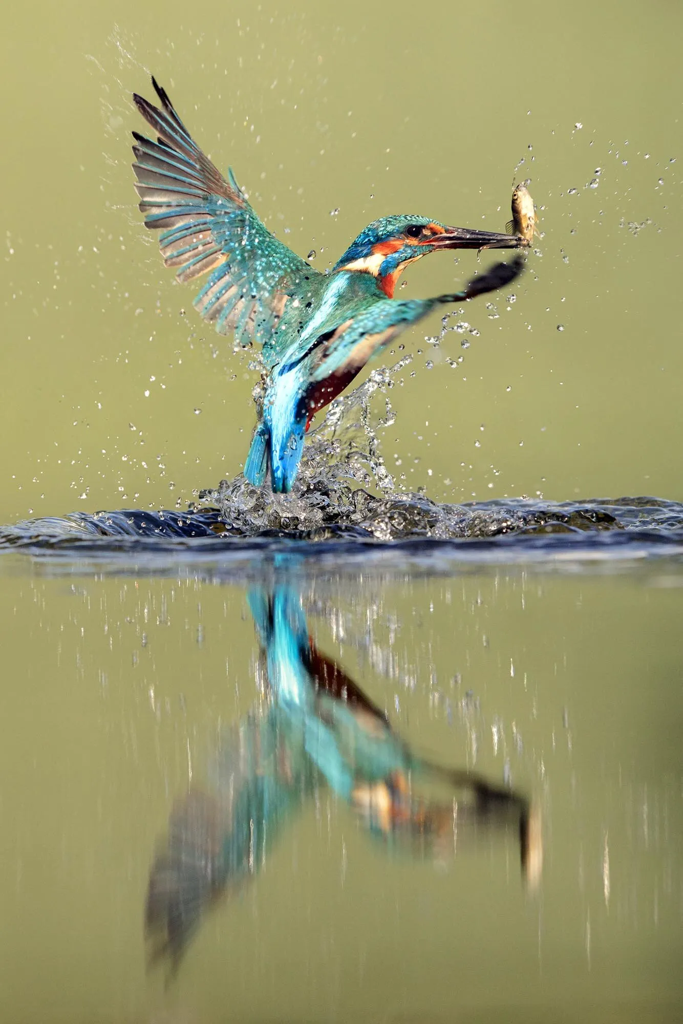 Kingfisher Rising